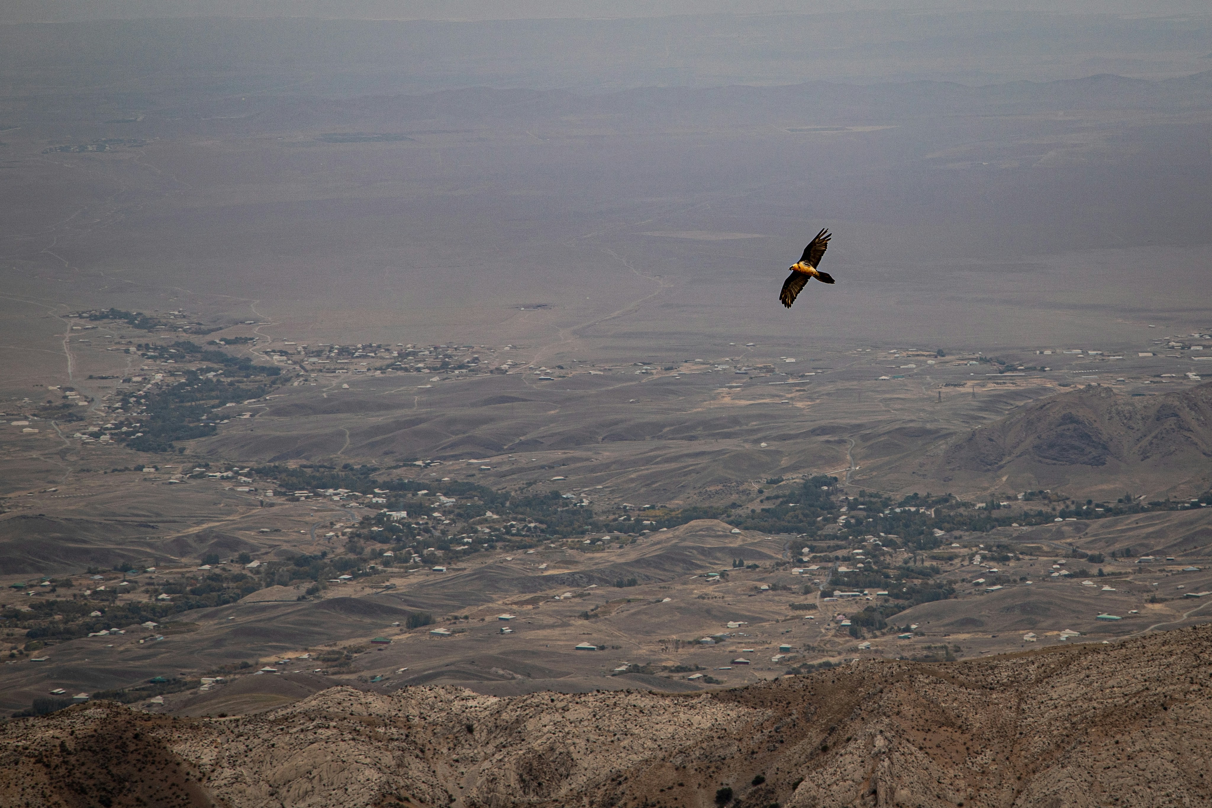 A bearded vulture soaring above a vast arid valley with a small village