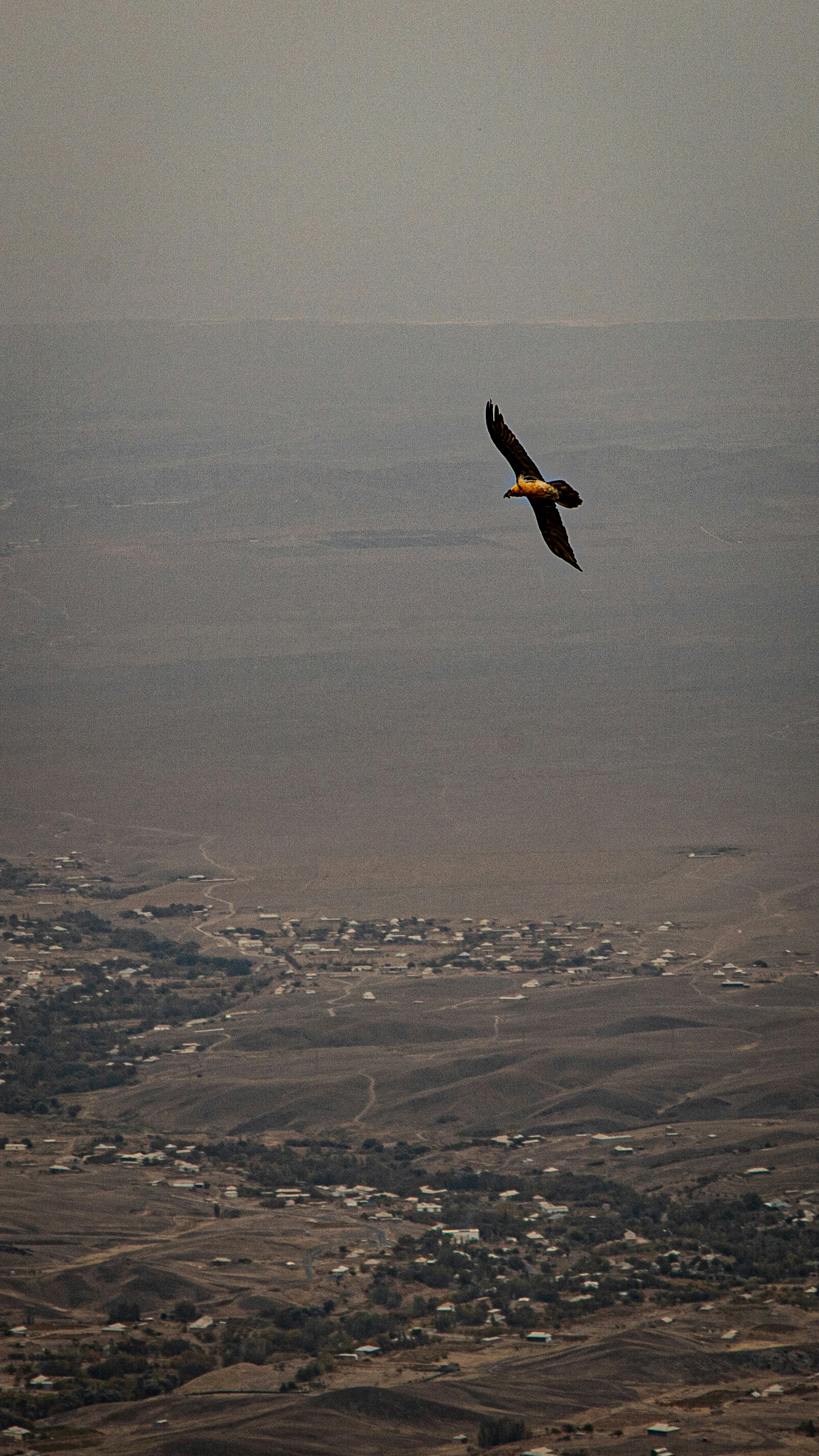 A bearded vulture soaring high above a vast arid landscape with a small village
