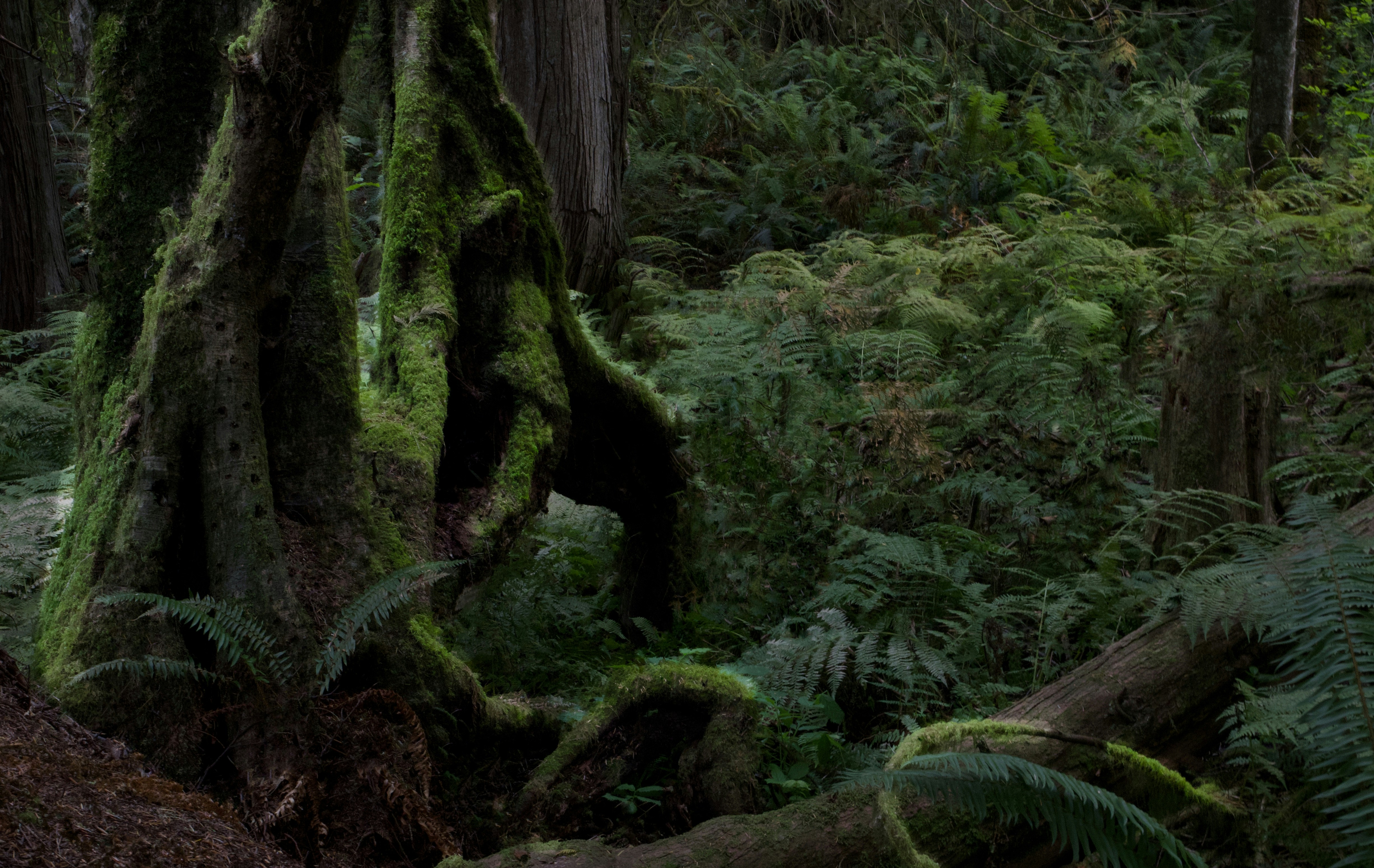 Mossy tree trunks and lush green ferns in a dense temperate rainforest