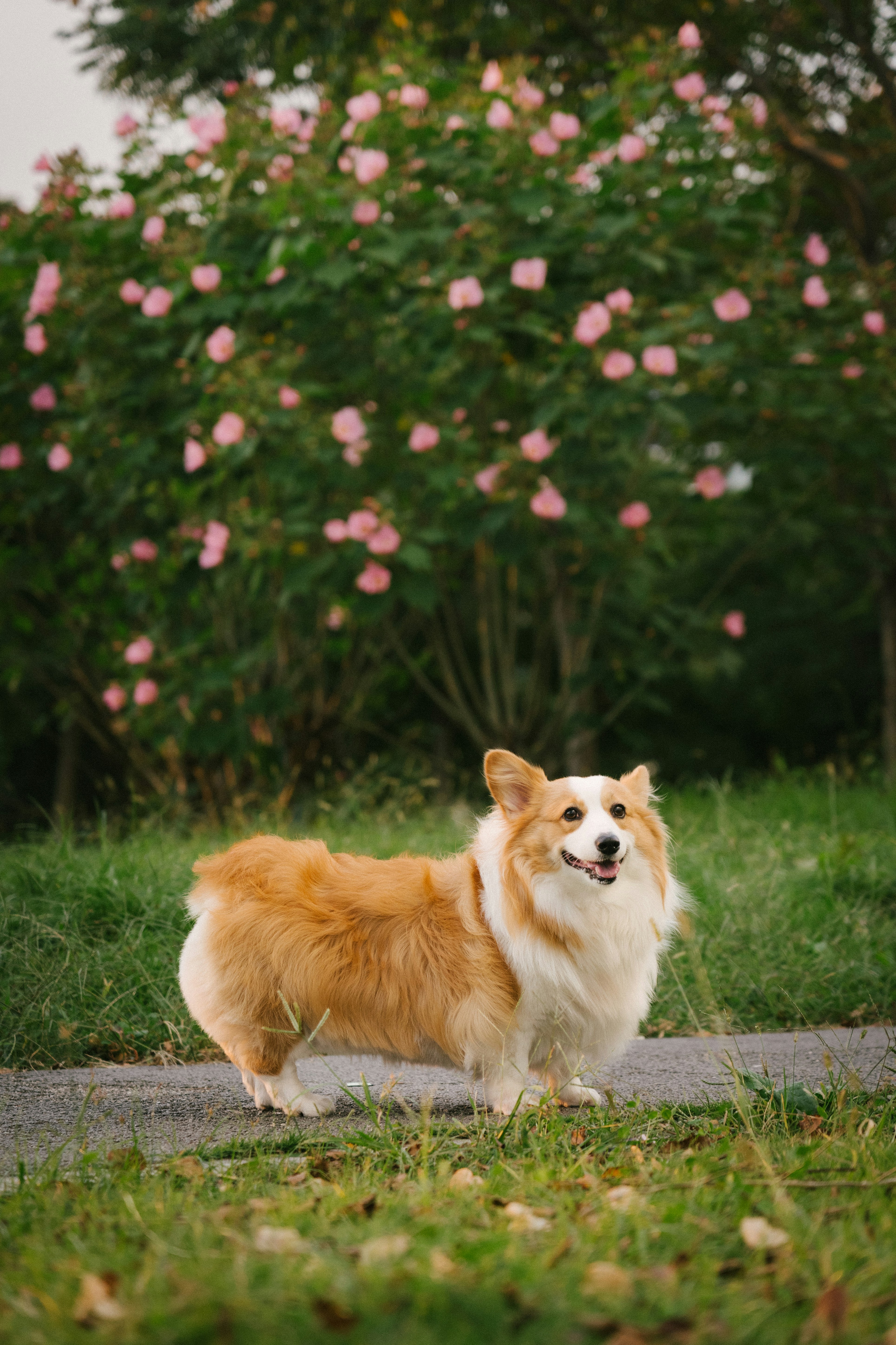A fluffy Pembroke Welsh Corgi standing on a path before a bush with pink flowers