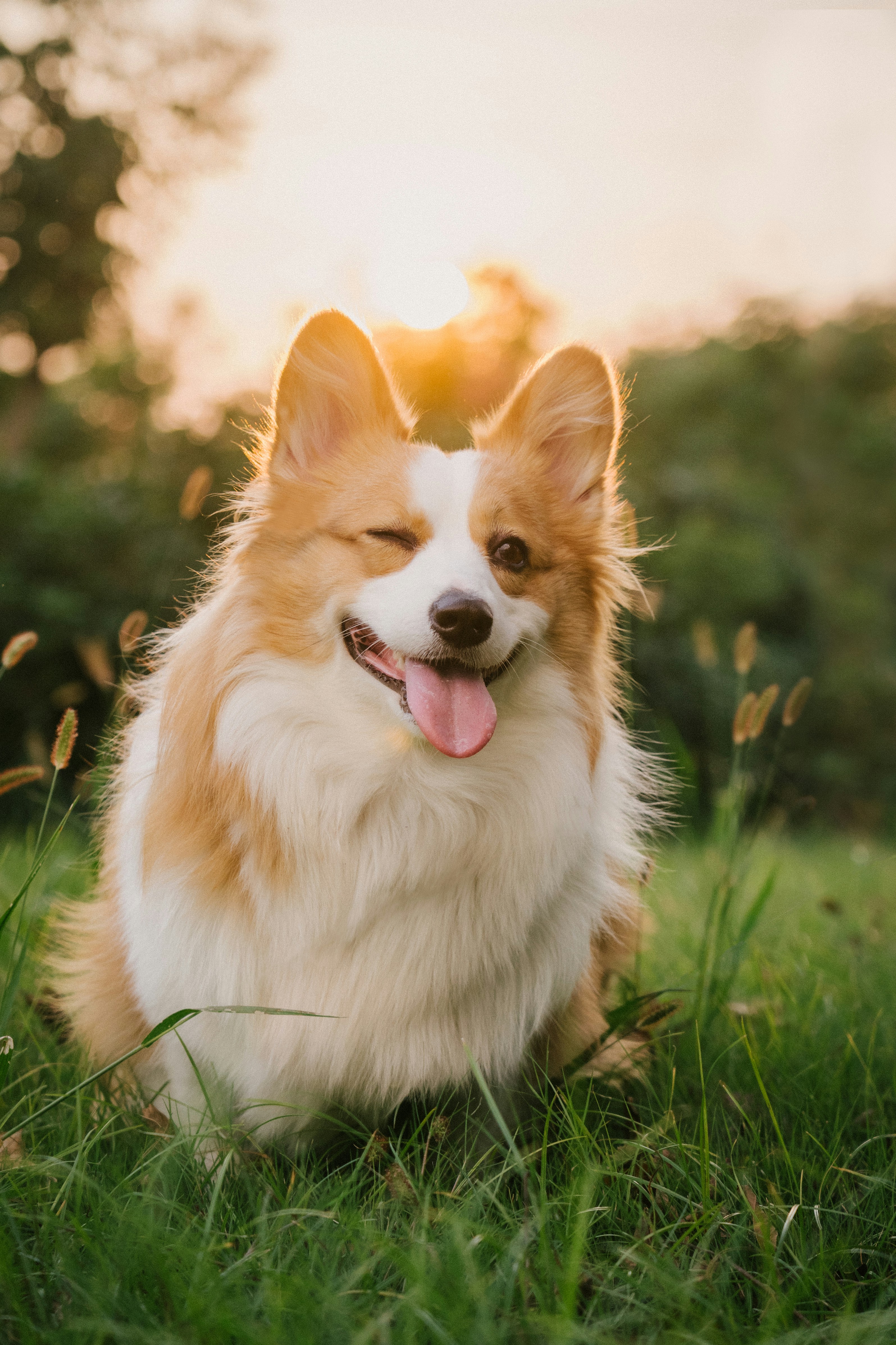 A fluffy corgi winking in a grassy field during the golden hour