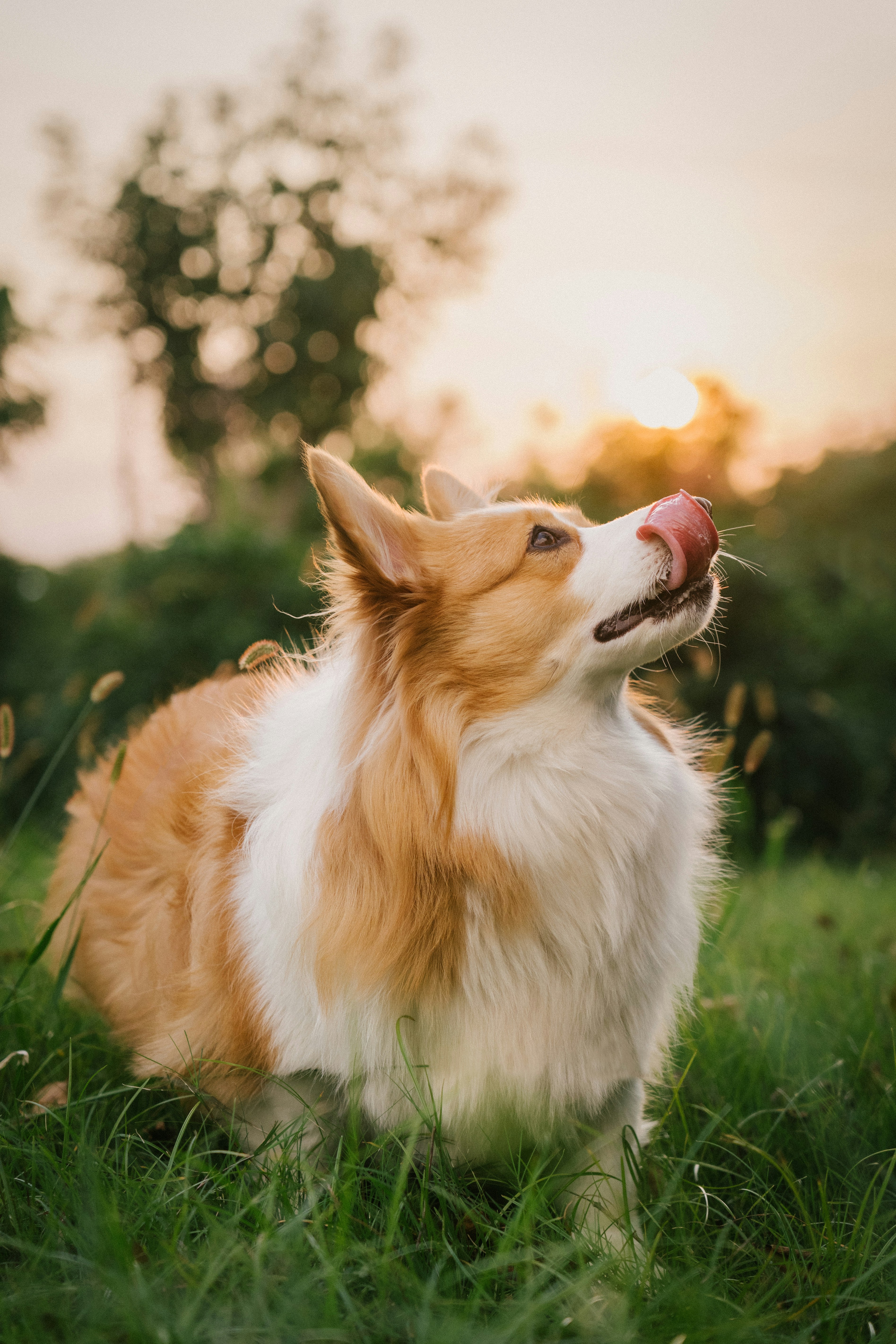 A fluffy corgi licking its nose in a grassy field during the golden hour