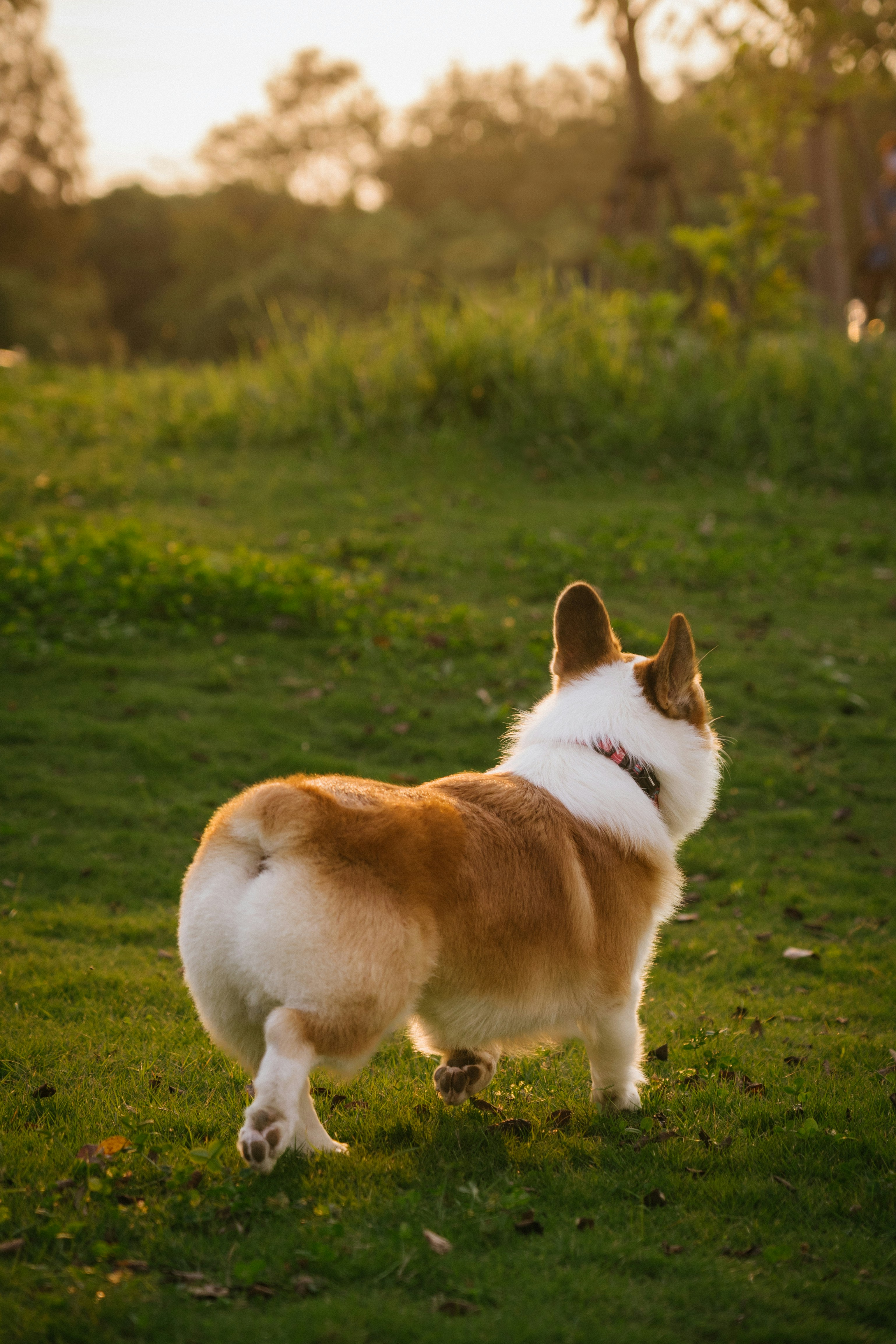 A corgi walking through a grassy park during the golden hour