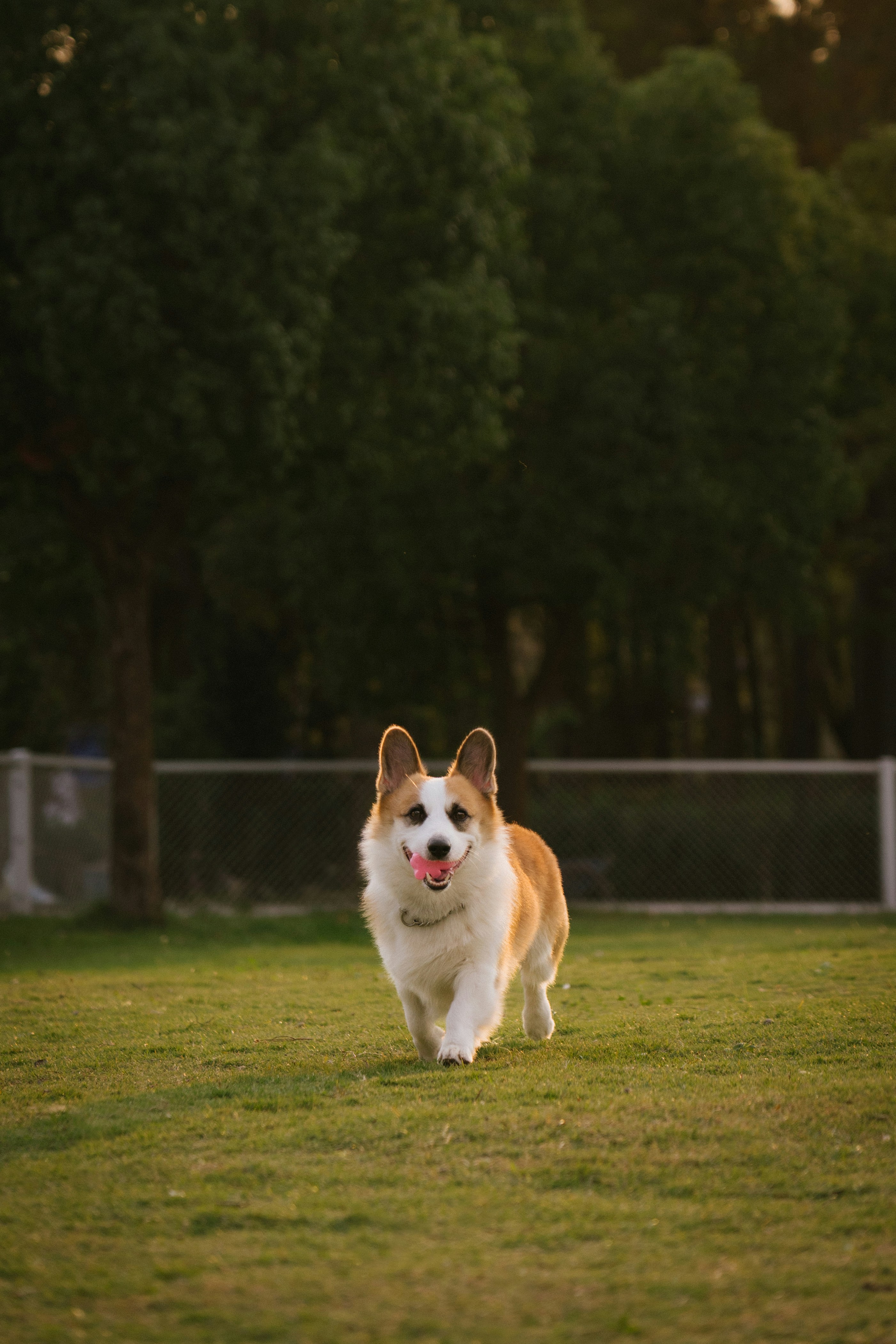 A Corgi running across a grassy park with a pink toy in its mouth