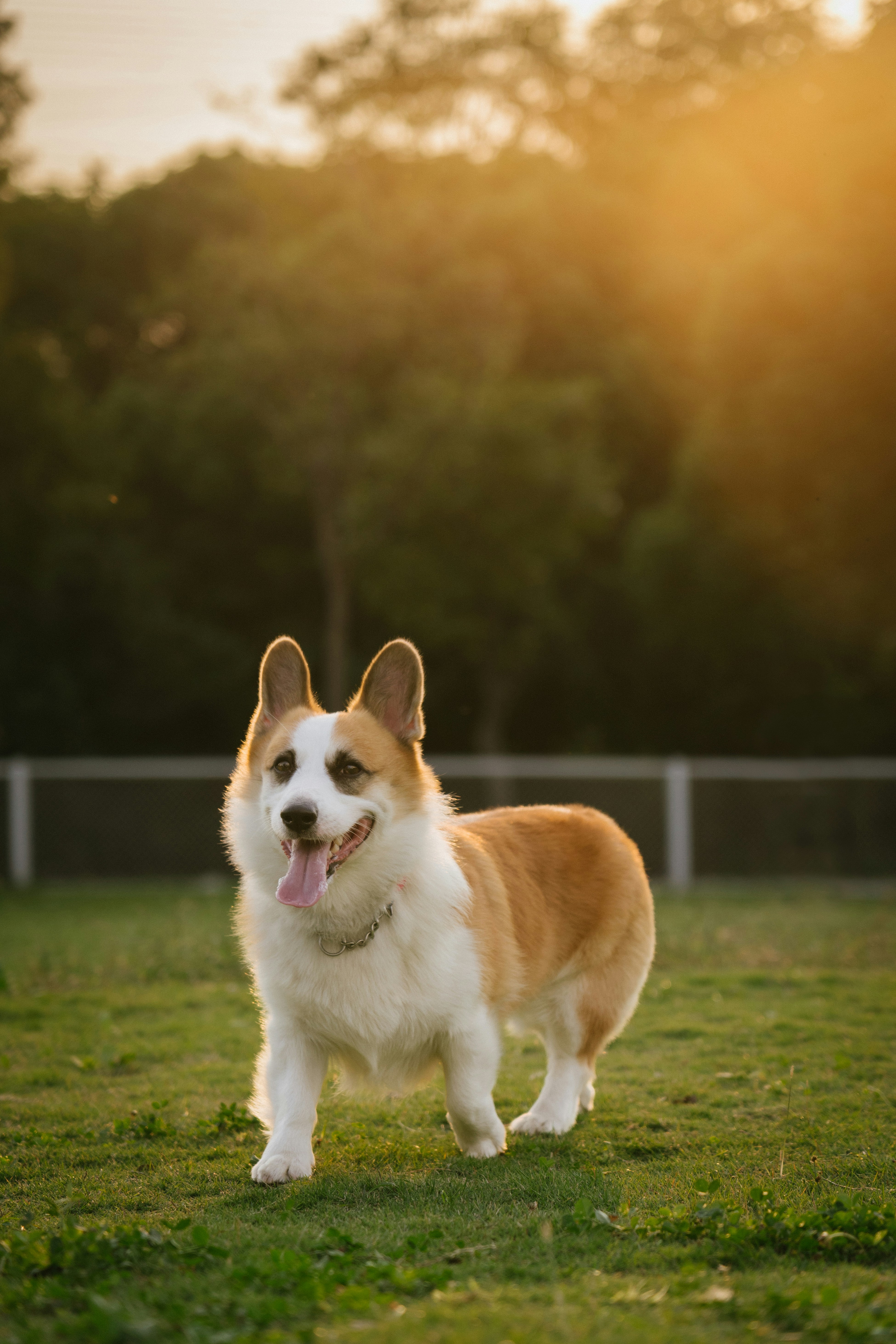 A Pembroke Welsh Corgi with its tongue out on a grassy field during golden hour