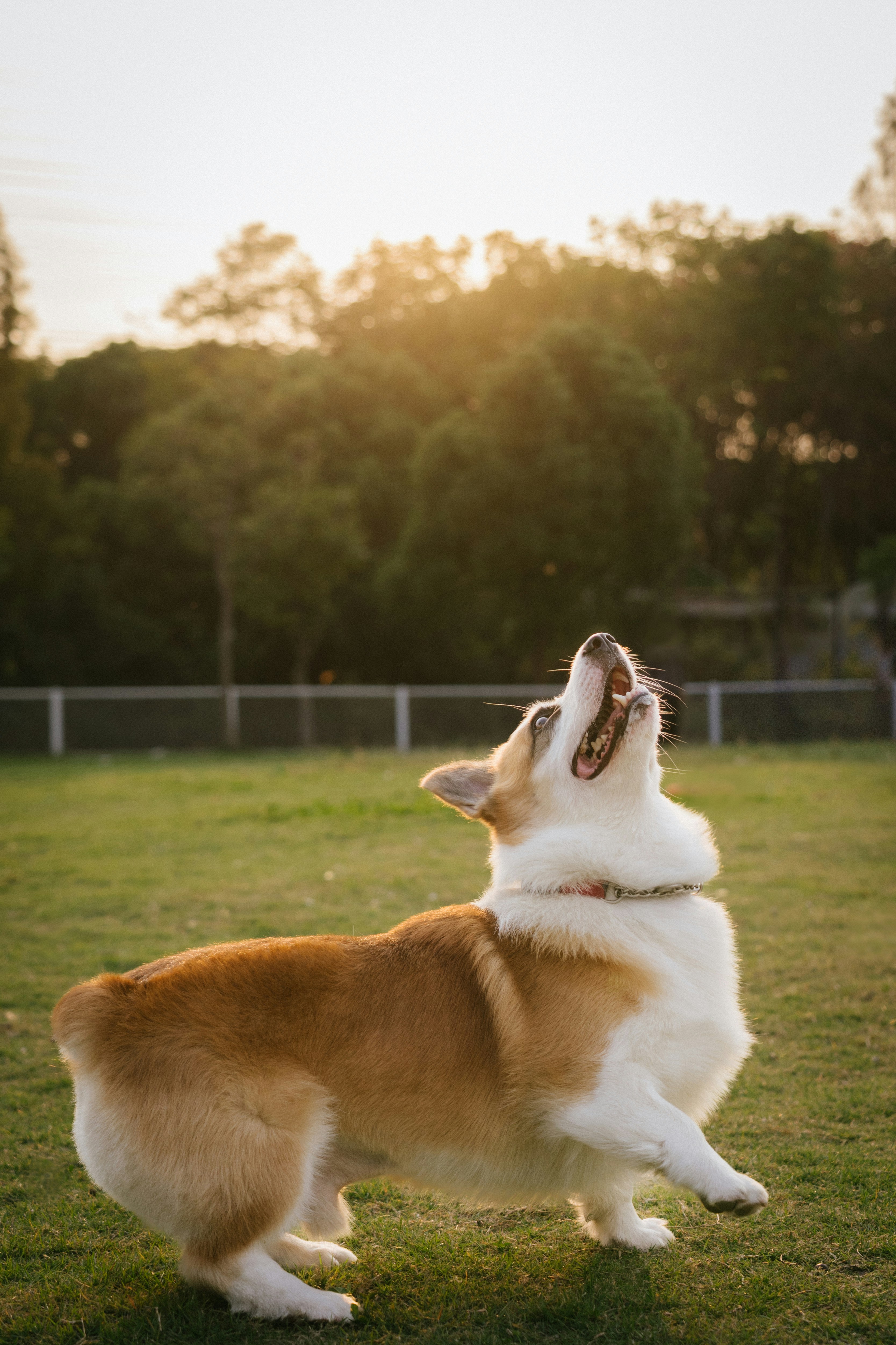 A corgi looking up with its mouth open on a grassy field at golden hour