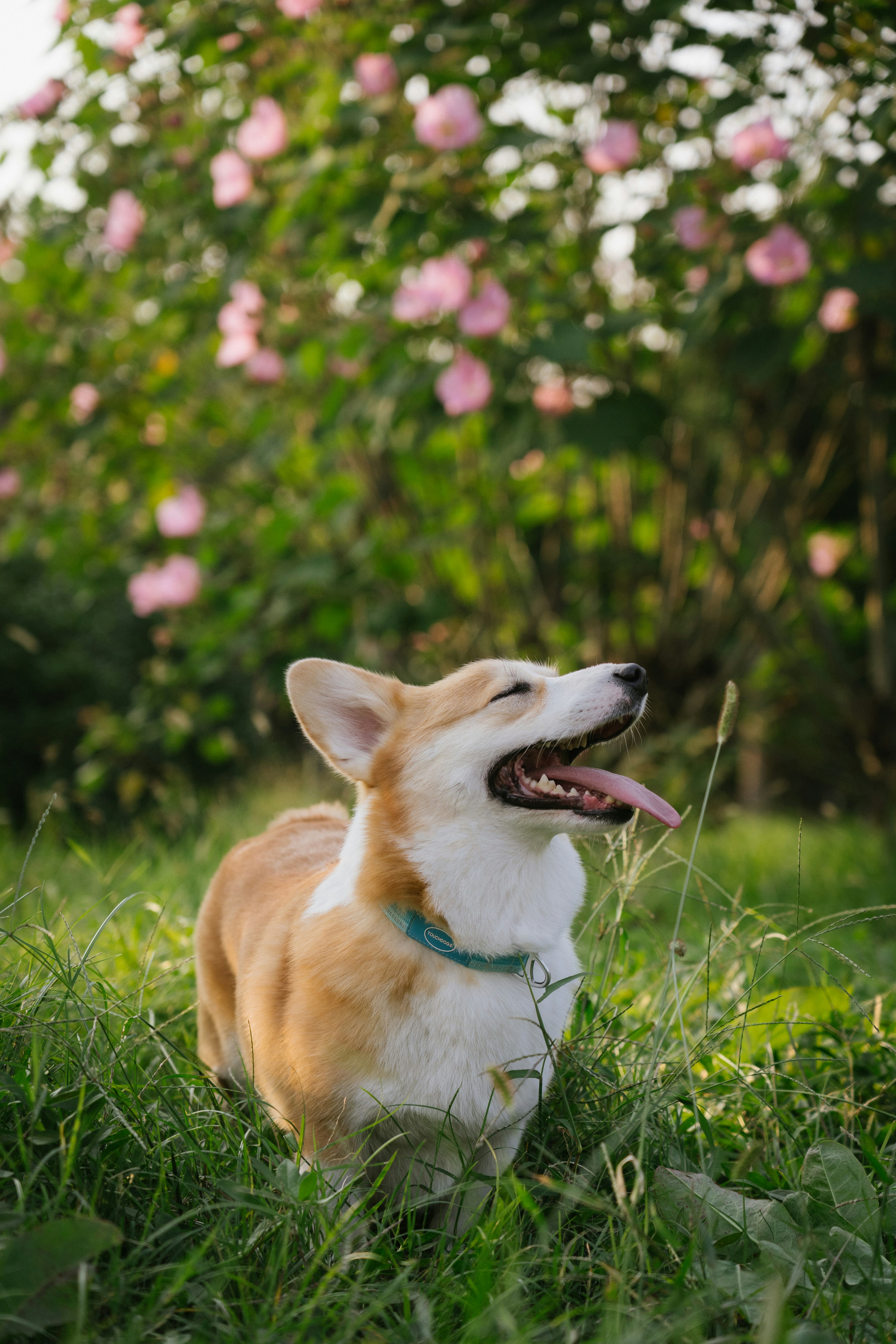 A happy corgi with its tongue out in a grassy field with pink flowers