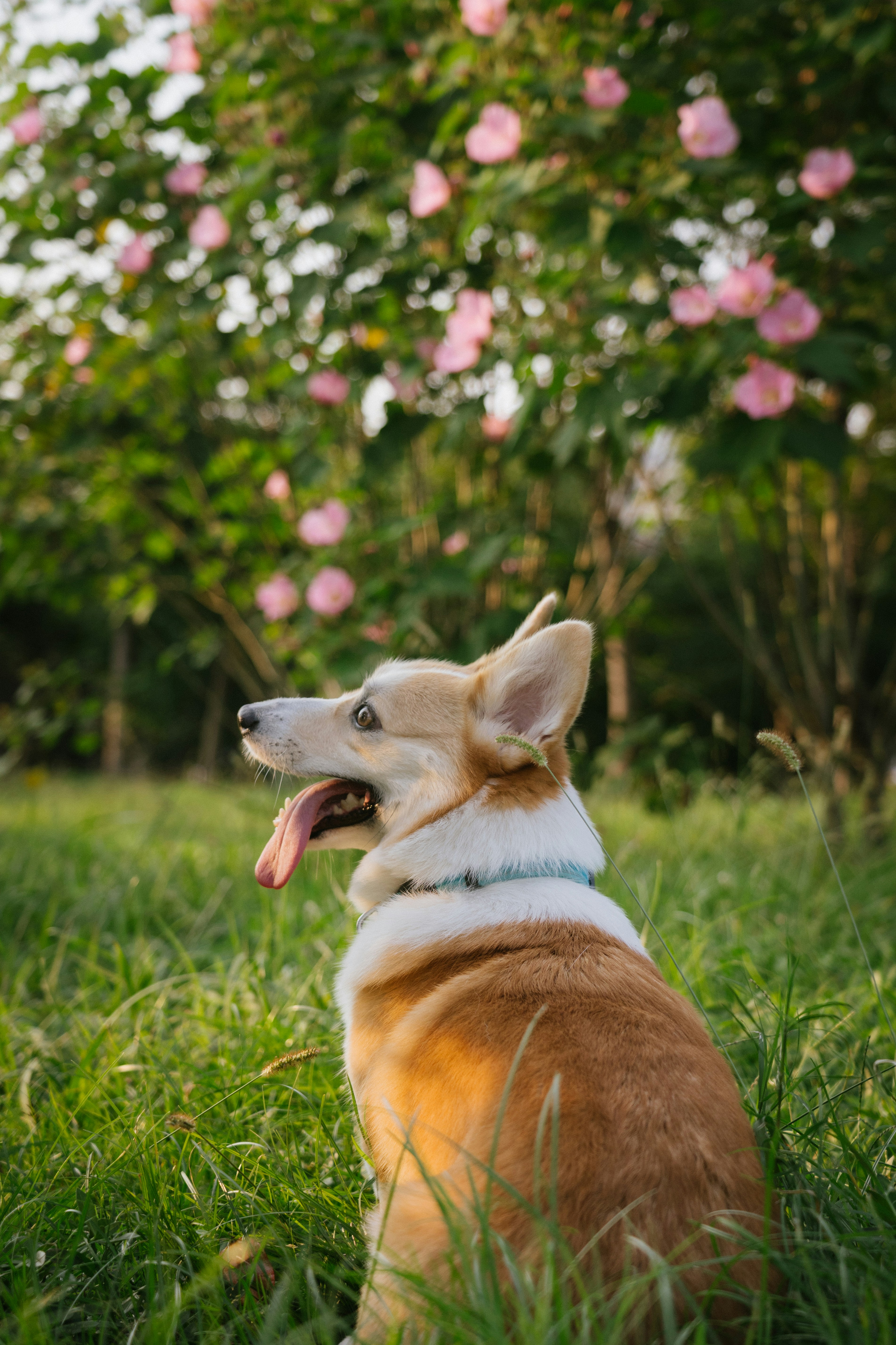 A corgi sitting in green grass with its tongue out before a flowering bush