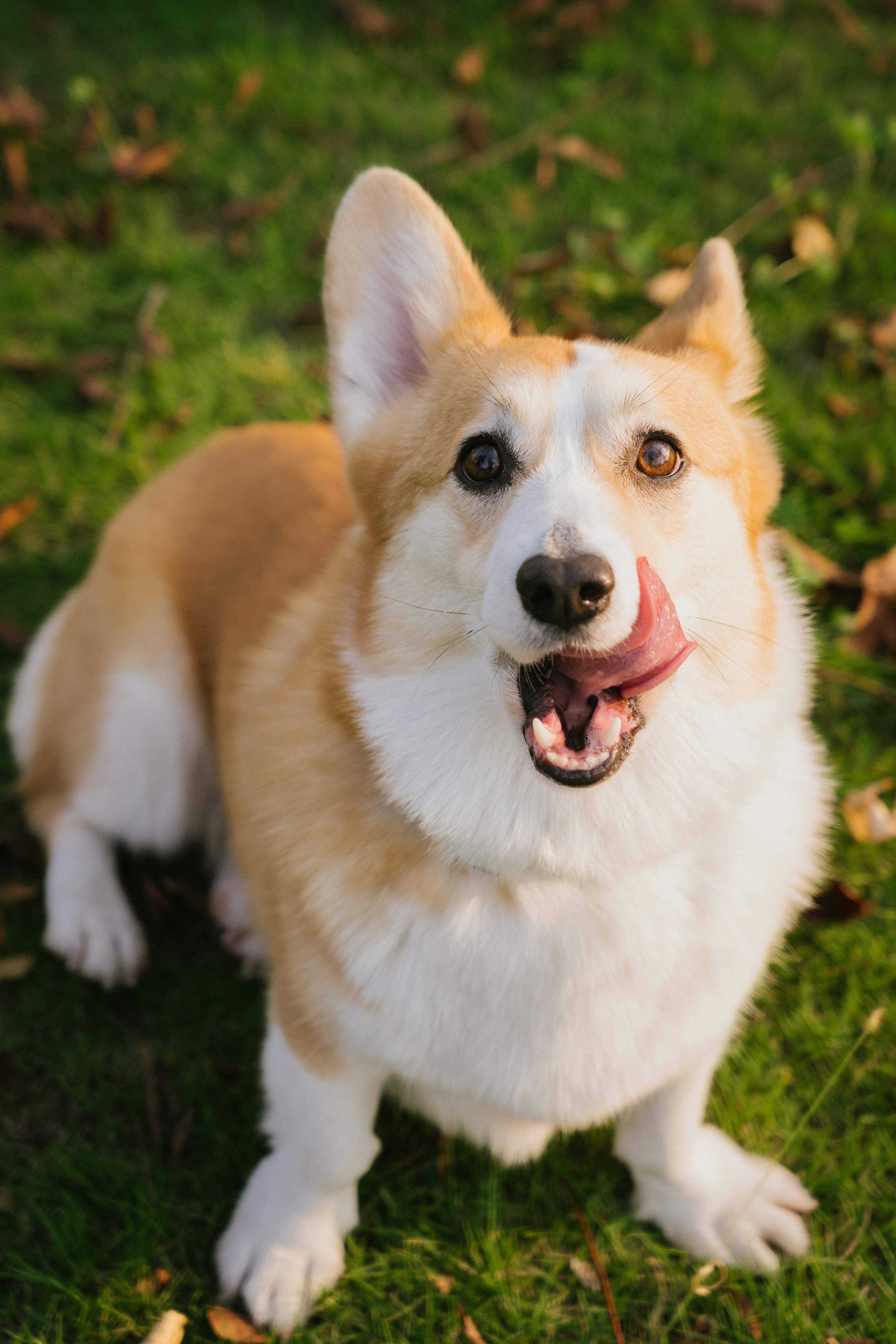 A Pembroke Welsh Corgi licking its nose on a green lawn in warm light
