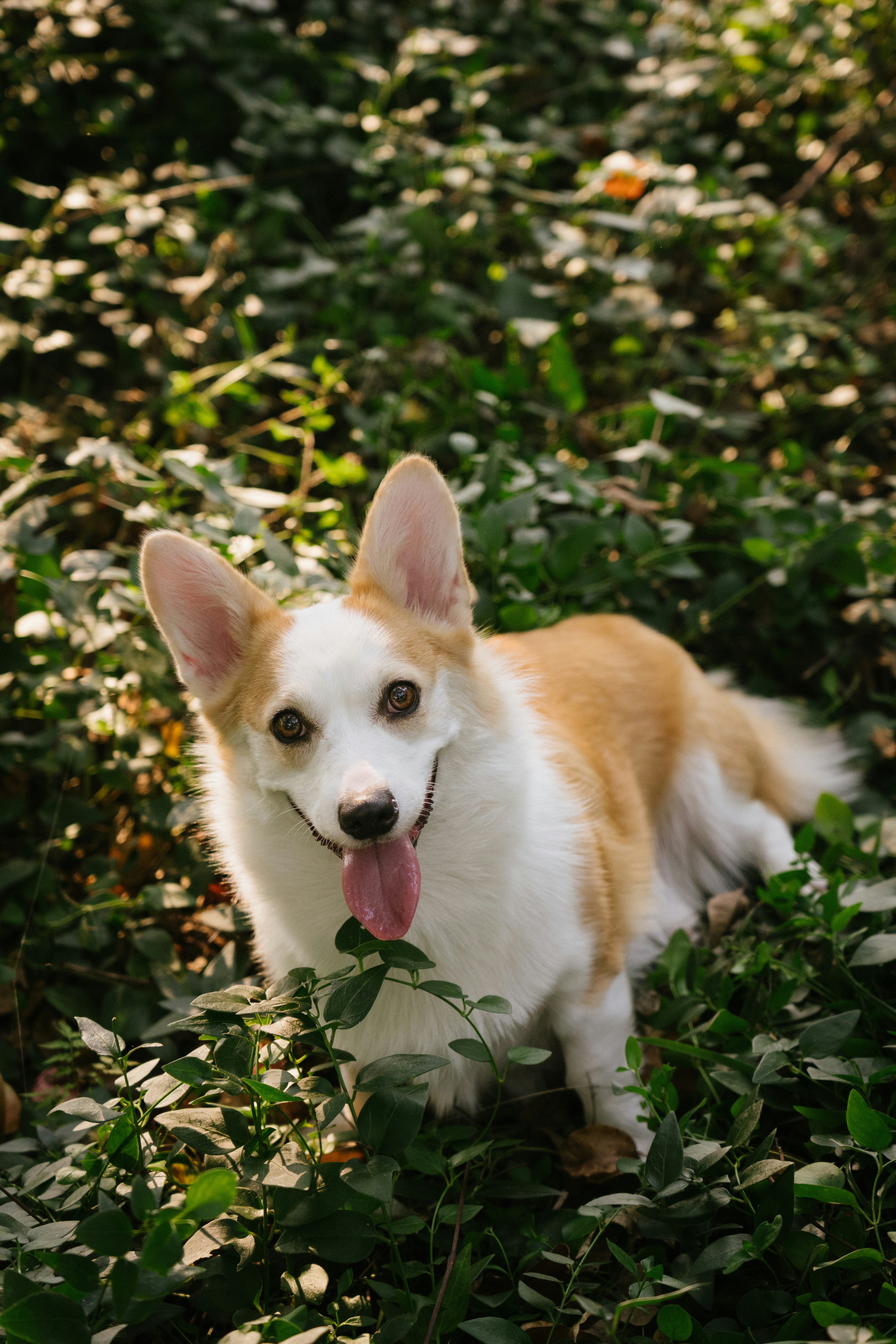 A Pembroke Welsh Corgi with its tongue out lying in a patch of green foliage