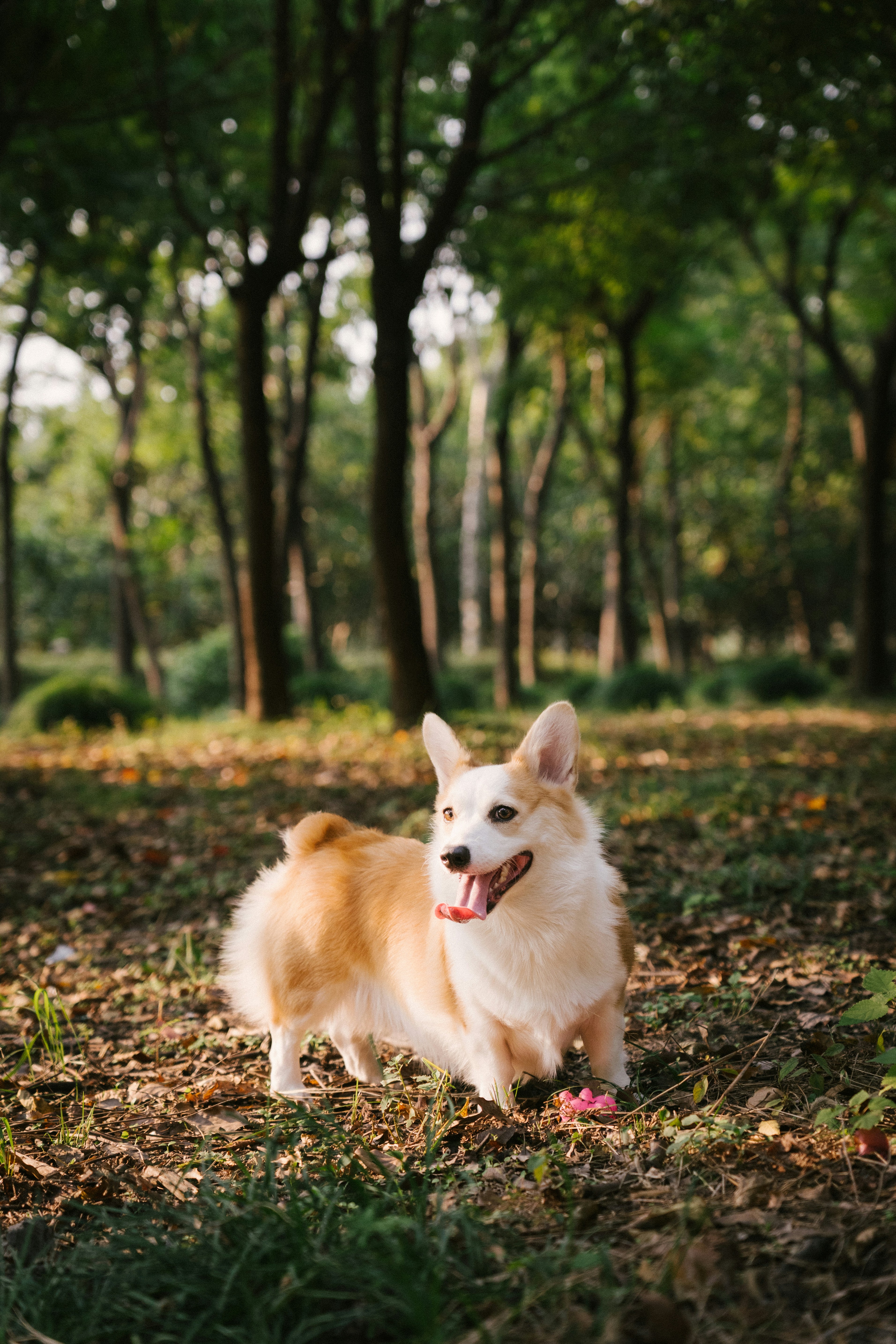 A Pembroke Welsh Corgi standing on a forest floor with its tongue out