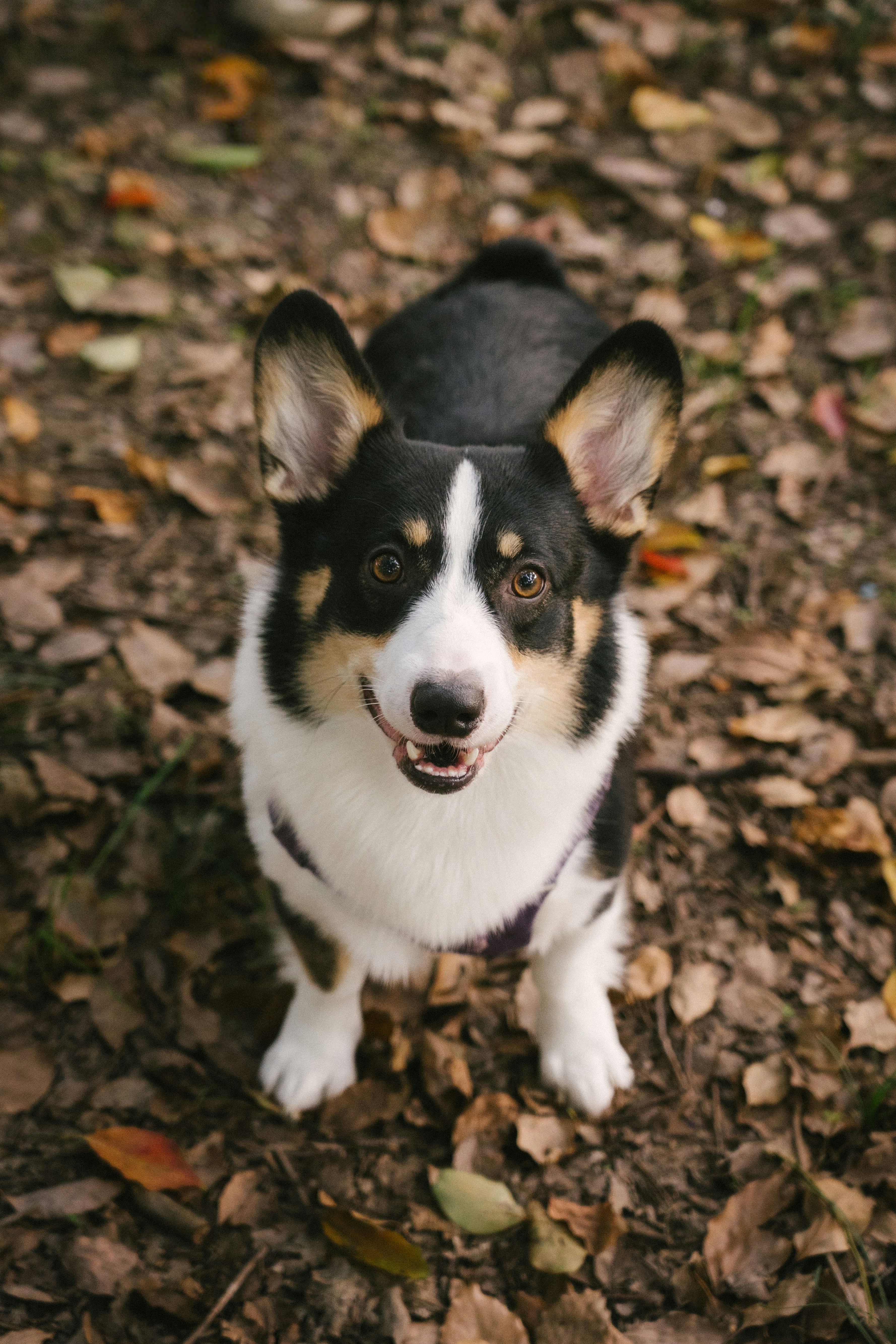 A black and white Pembroke Welsh Corgi standing on a bed of fallen autumn leaves