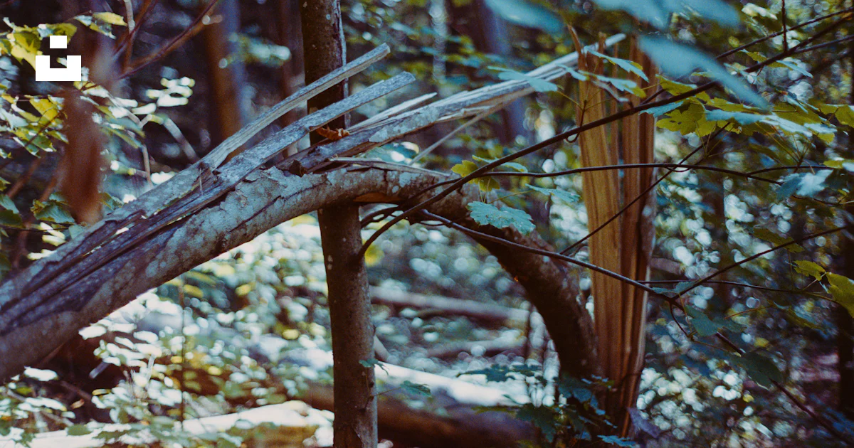 Damage. Mark Texture Broken tree trunk in forest - Free Photo on Unsplash