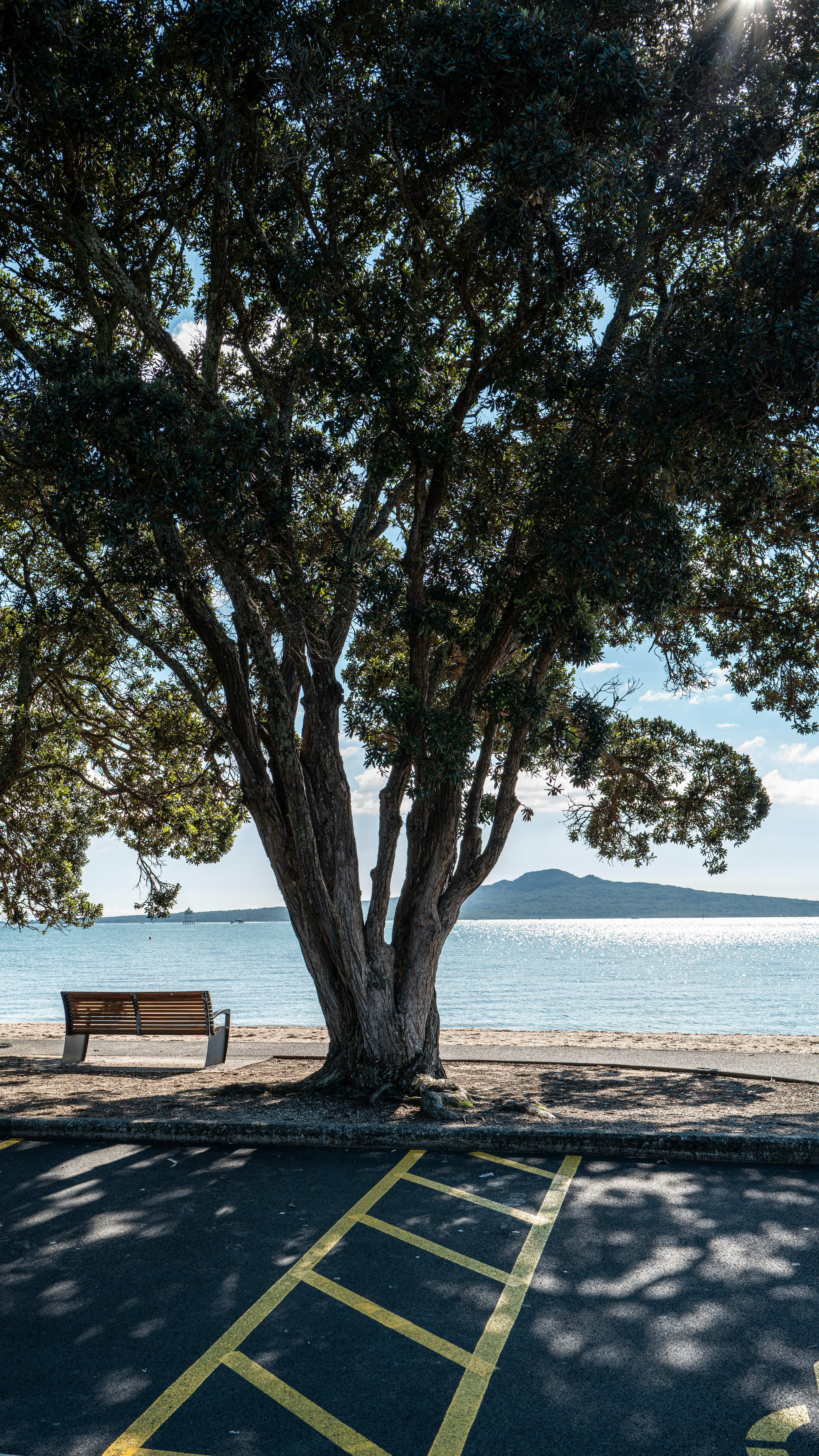 Pohutukawa tree by coastal bench - Free Photo on Unsplash