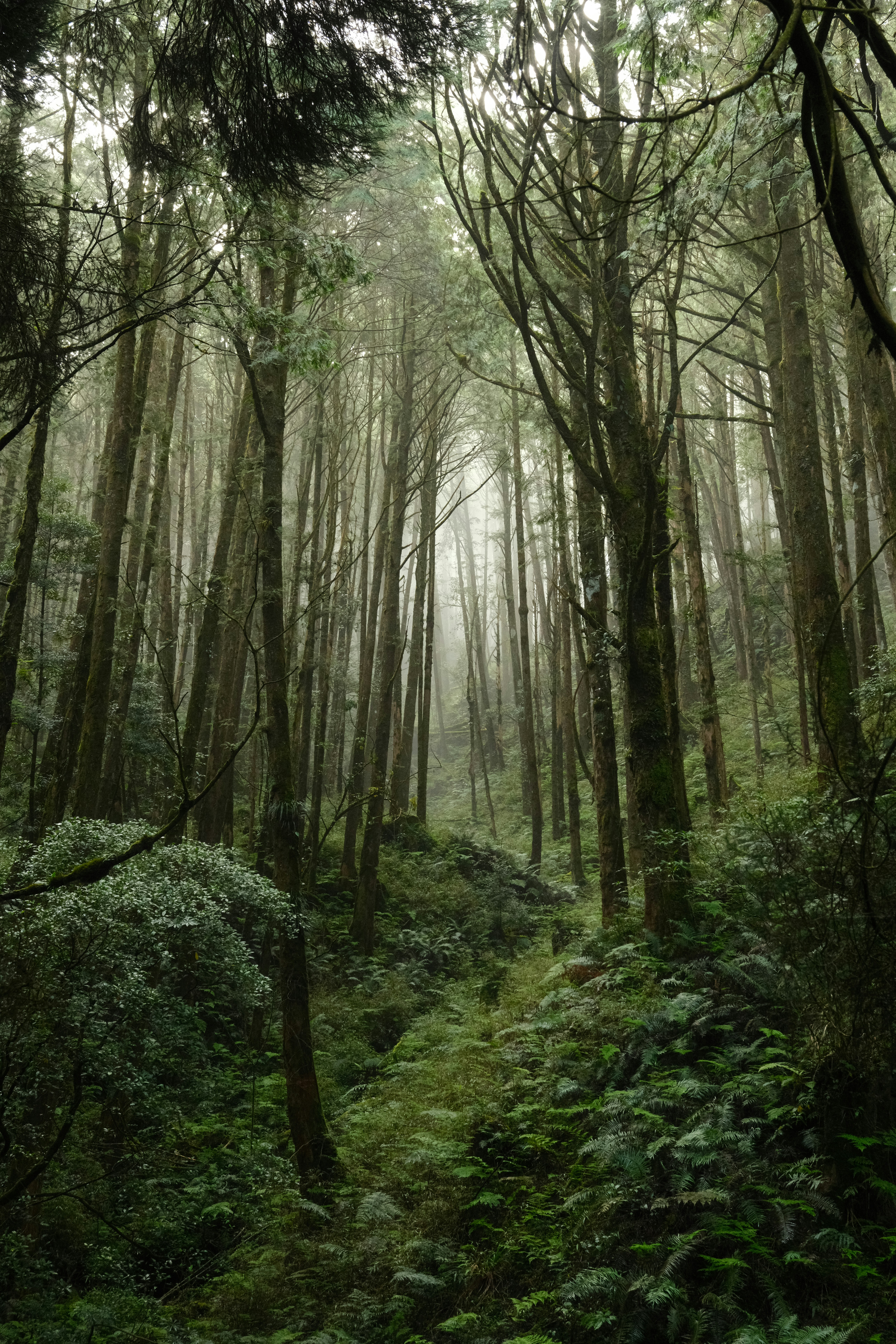 Árboles altos en un bosque brumoso con helechos verdes y frondosos en el suelo