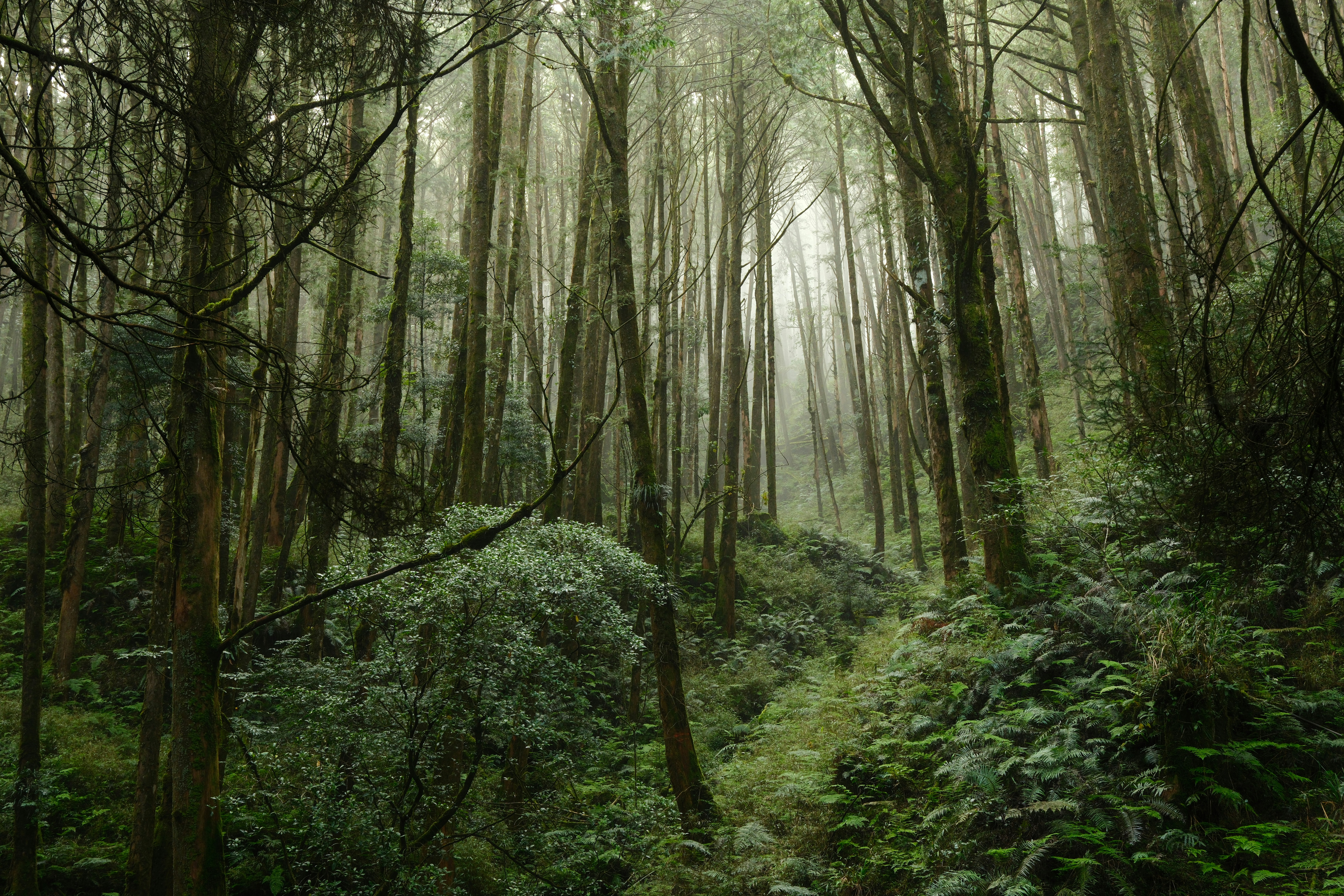 Árboles altos en un bosque brumoso con helechos verdes y frondosos en el suelo