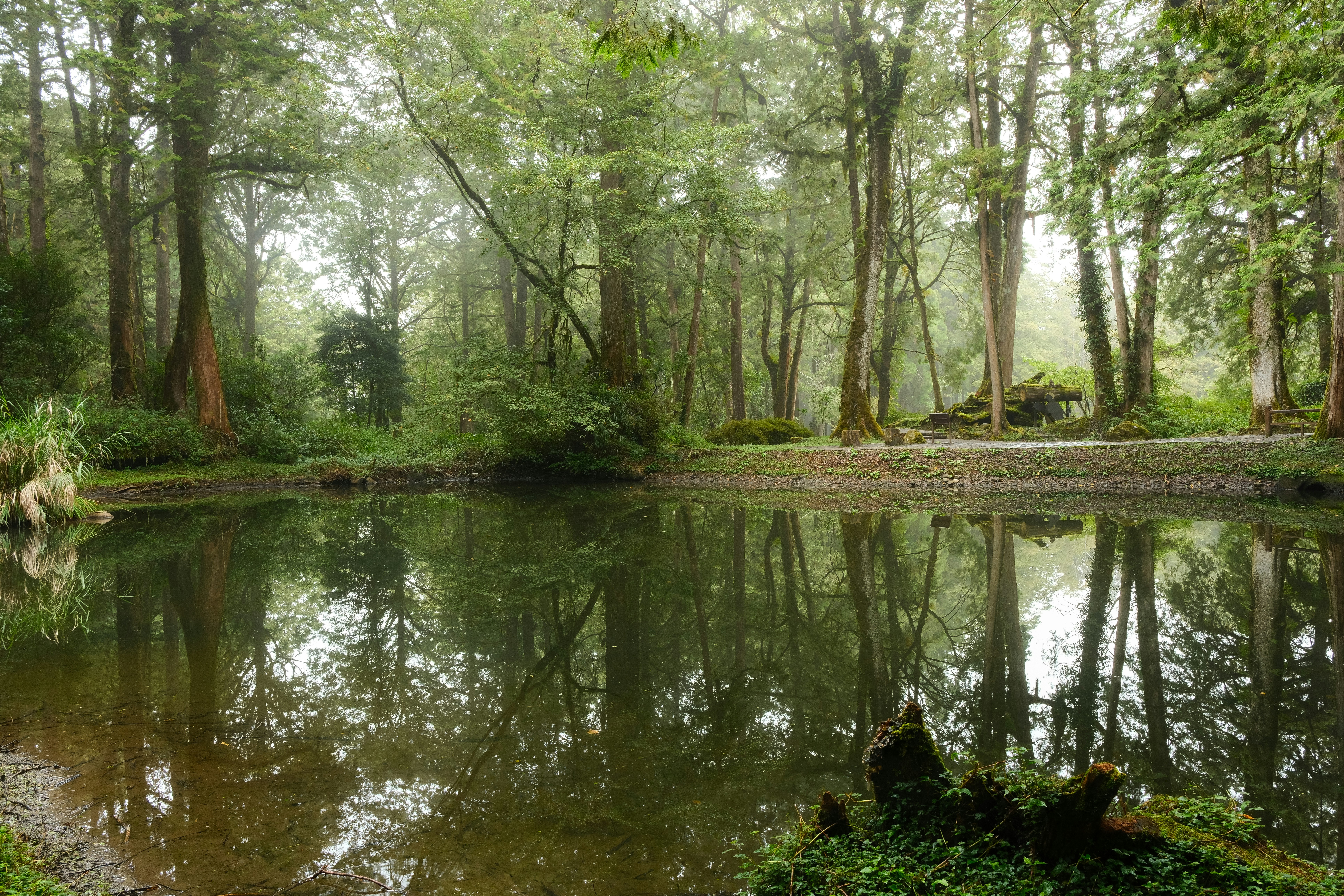 Un estanque tranquilo que refleja altos árboles en un bosque brumoso