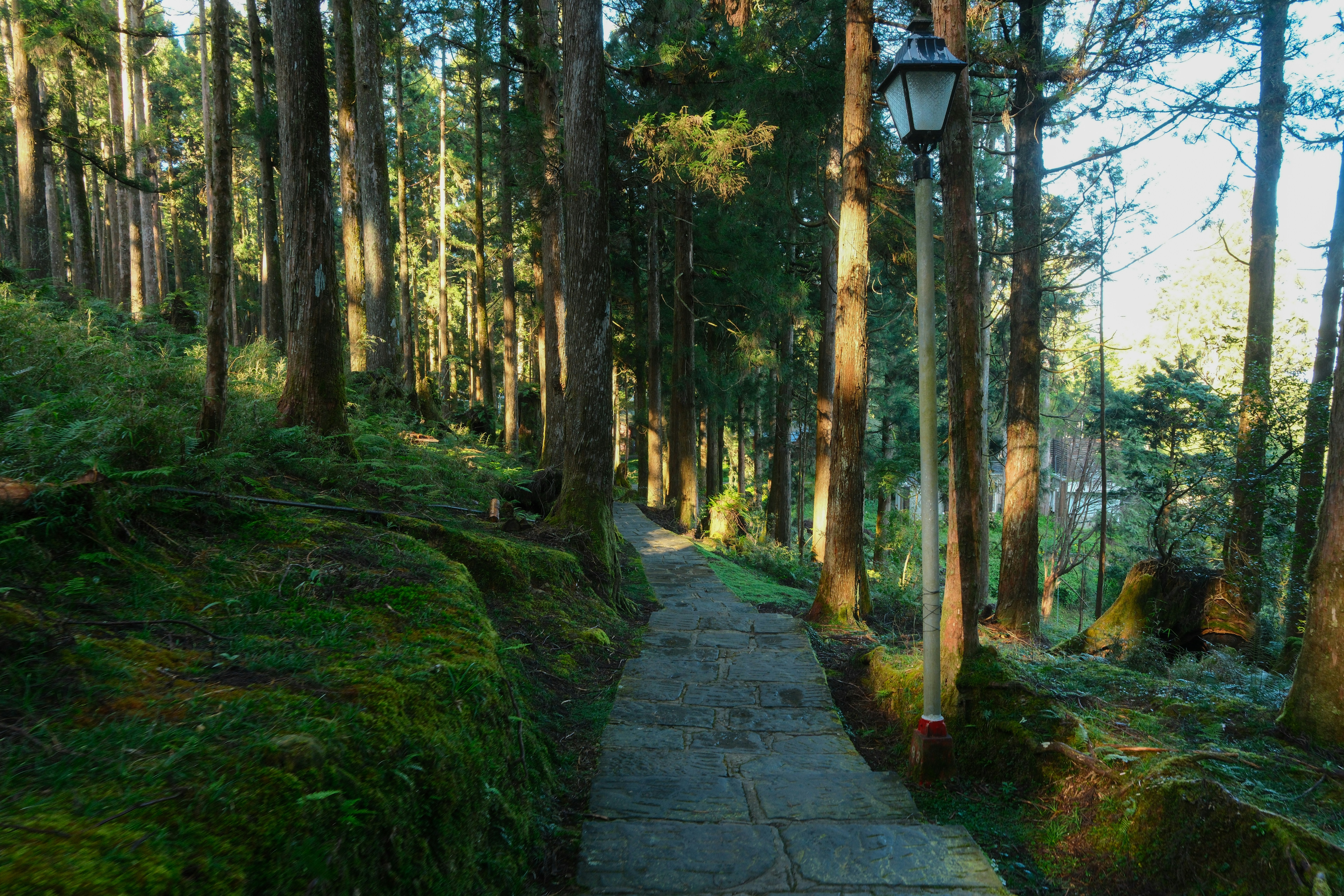 Un sendero de piedra que serpentea por un bosque bañado por el sol con árboles altos y una farola antigua