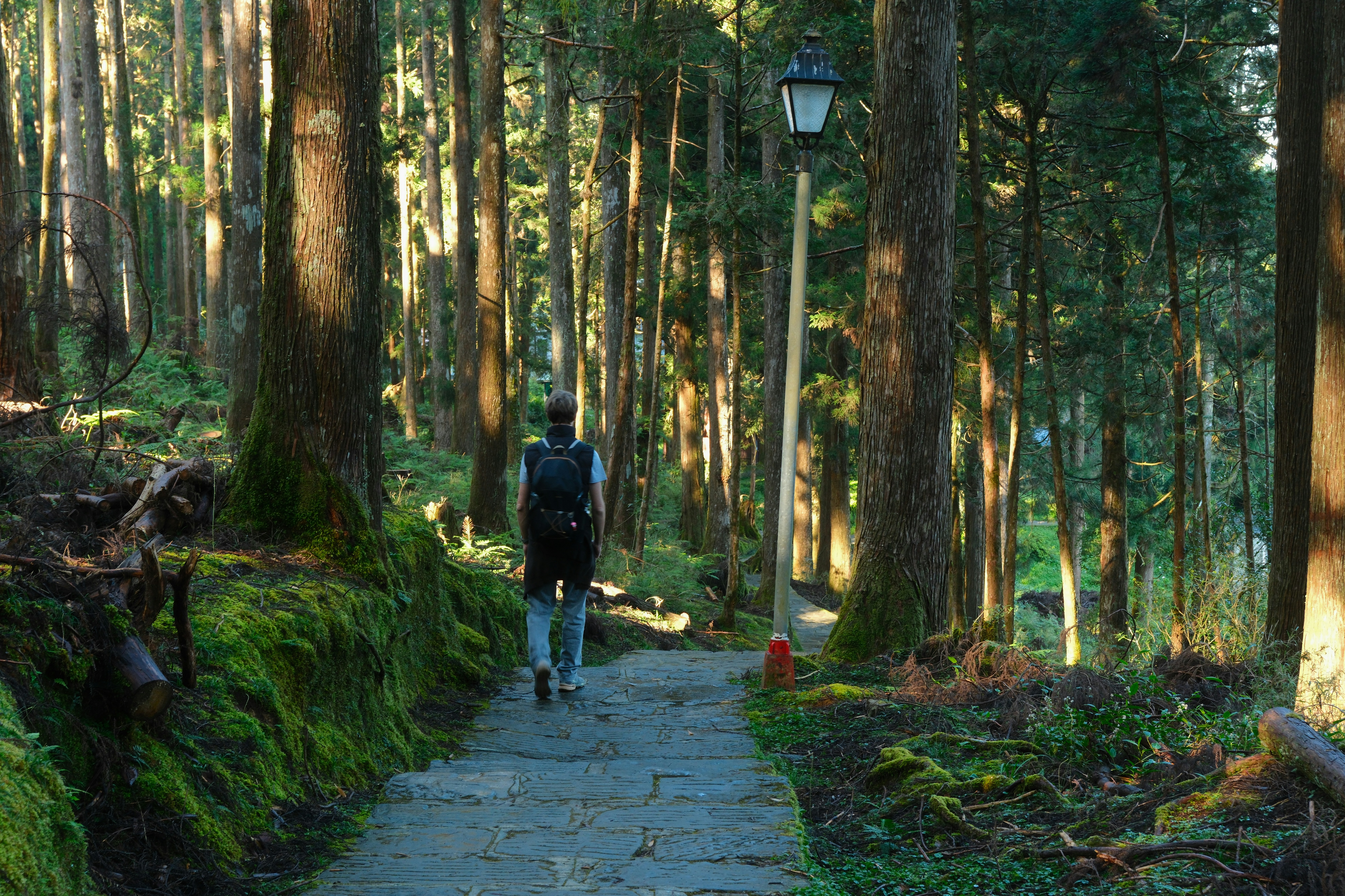 Una persona con mochila caminando por un sendero de piedra en un bosque bañado por el sol