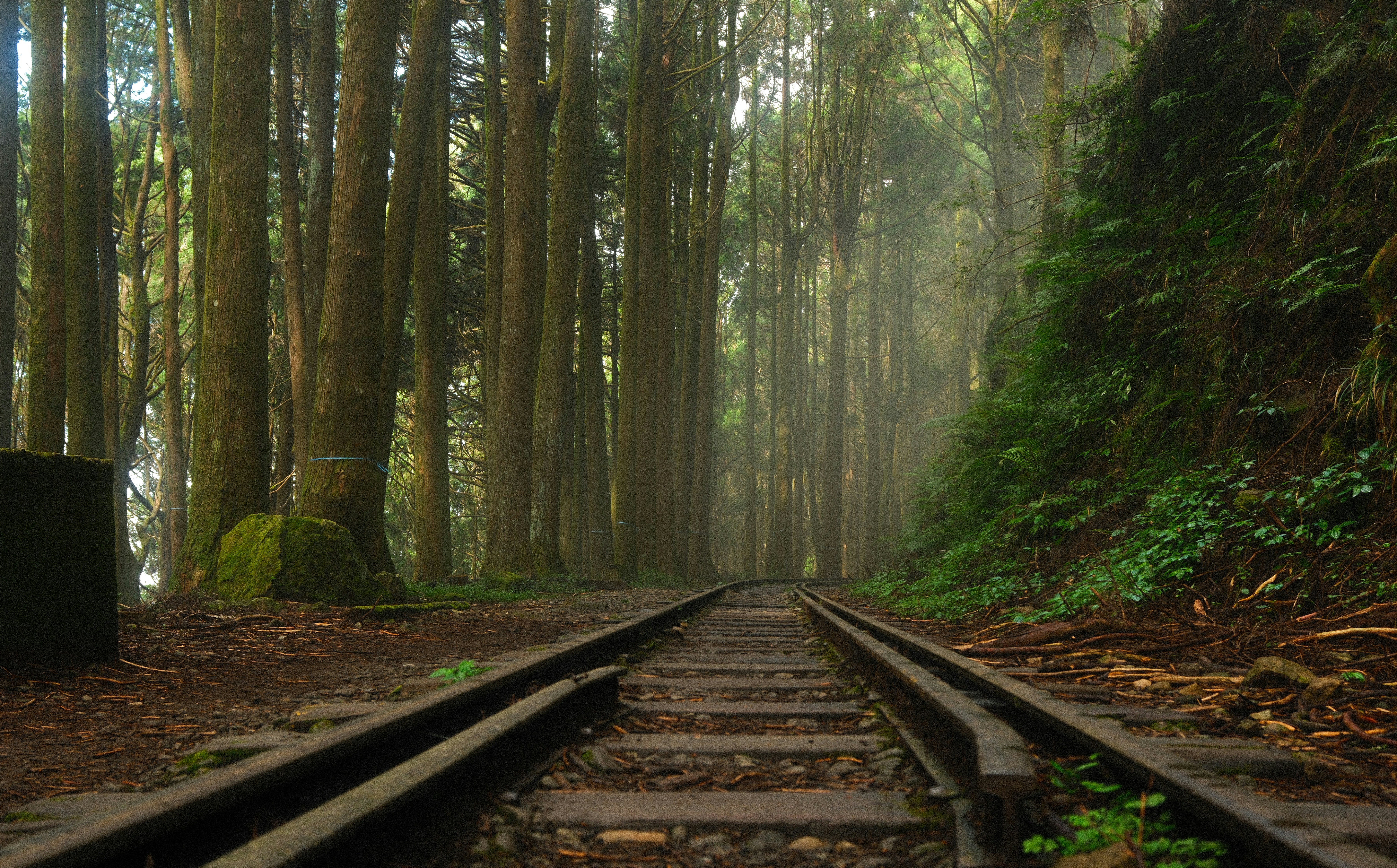 Viejas vías de tren serpenteando por un bosque brumoso con árboles altos y helechos verdes y frondosos