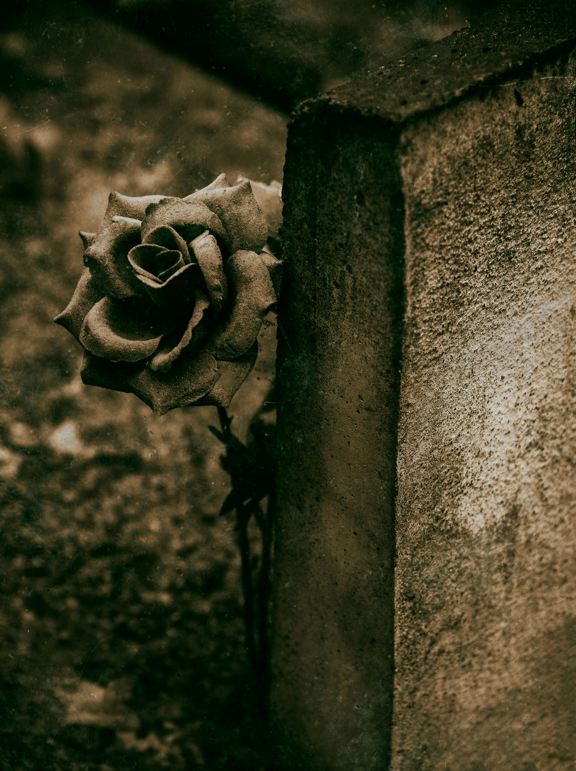 A weathered rose resting against a textured stone surface in sepia tones