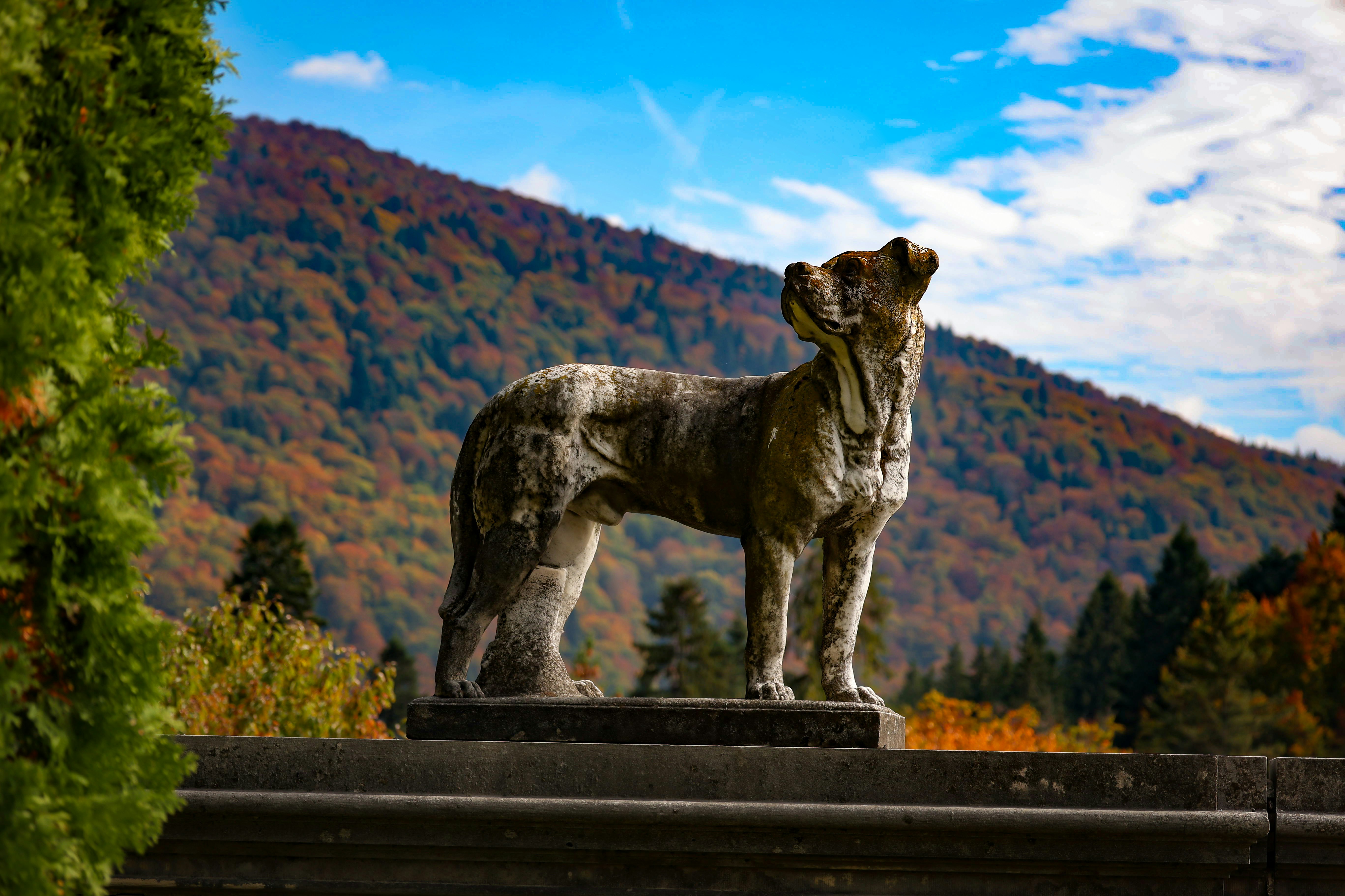 Stone dog statue on mountain background - Free Photo on Unsplash