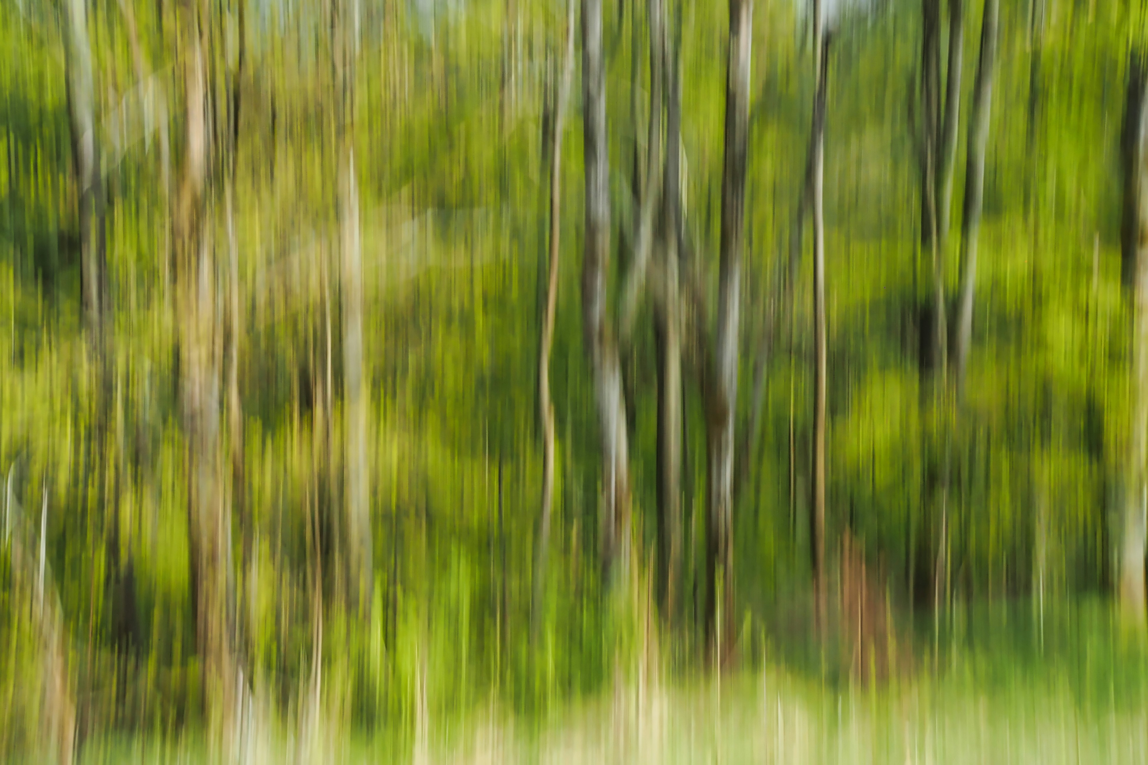 Motion blur of forest trees - Free Photo on Unsplash