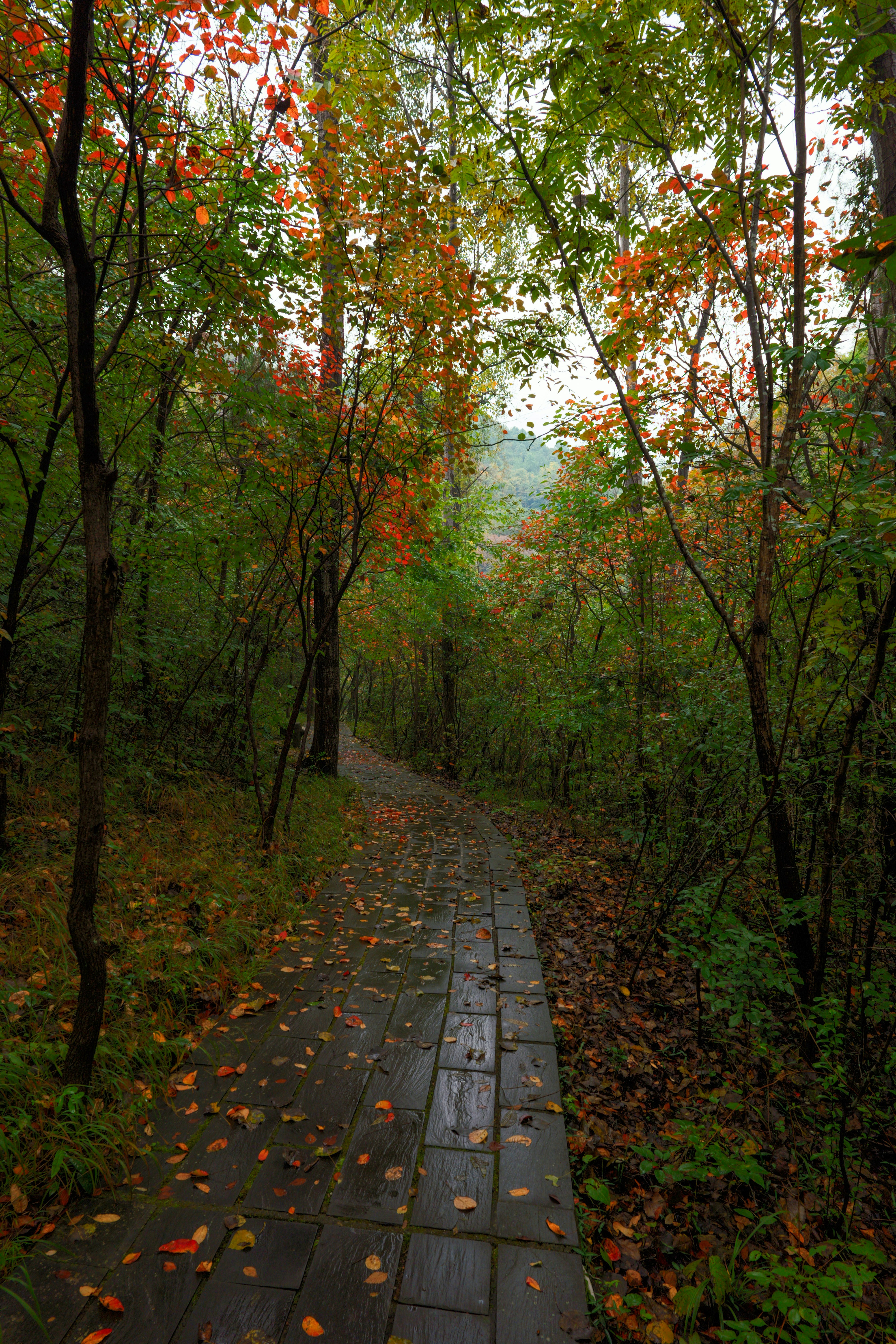 Stone path in autumn forest - Free Photo on Unsplash