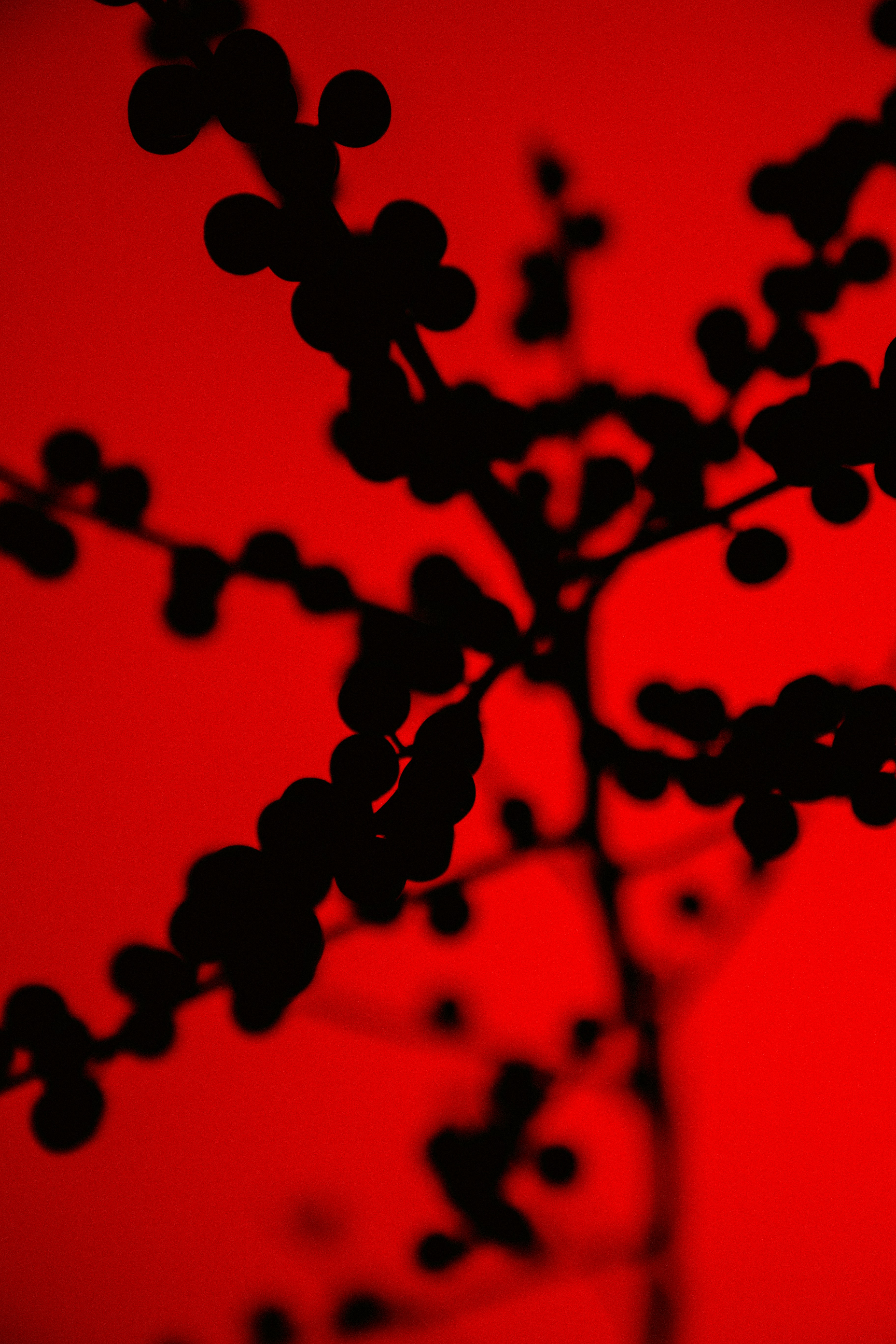 A silhouette of a berry-laden branch against a vibrant red background