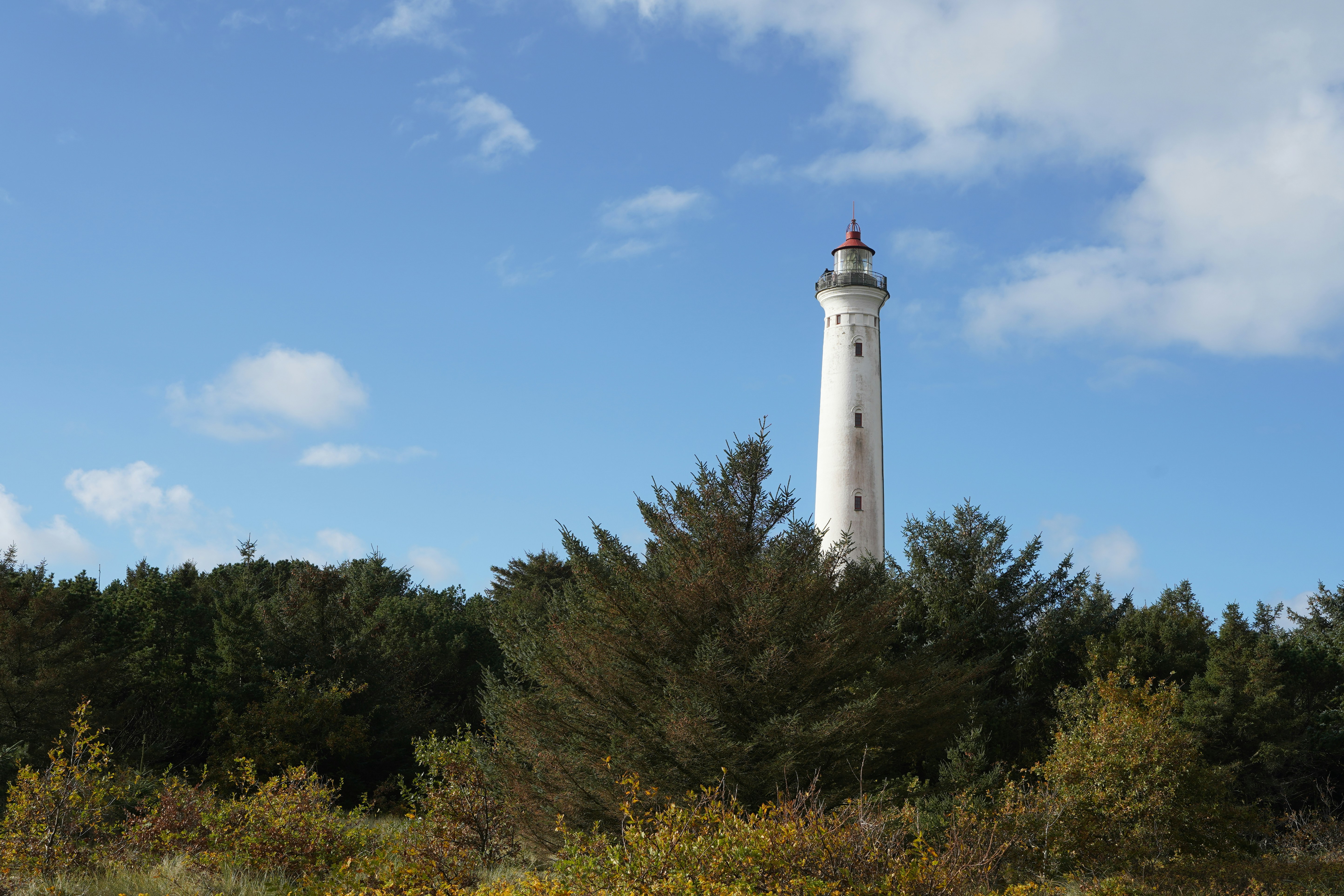 A tall white lighthouse with a red top rising above a dense forest of evergreen trees