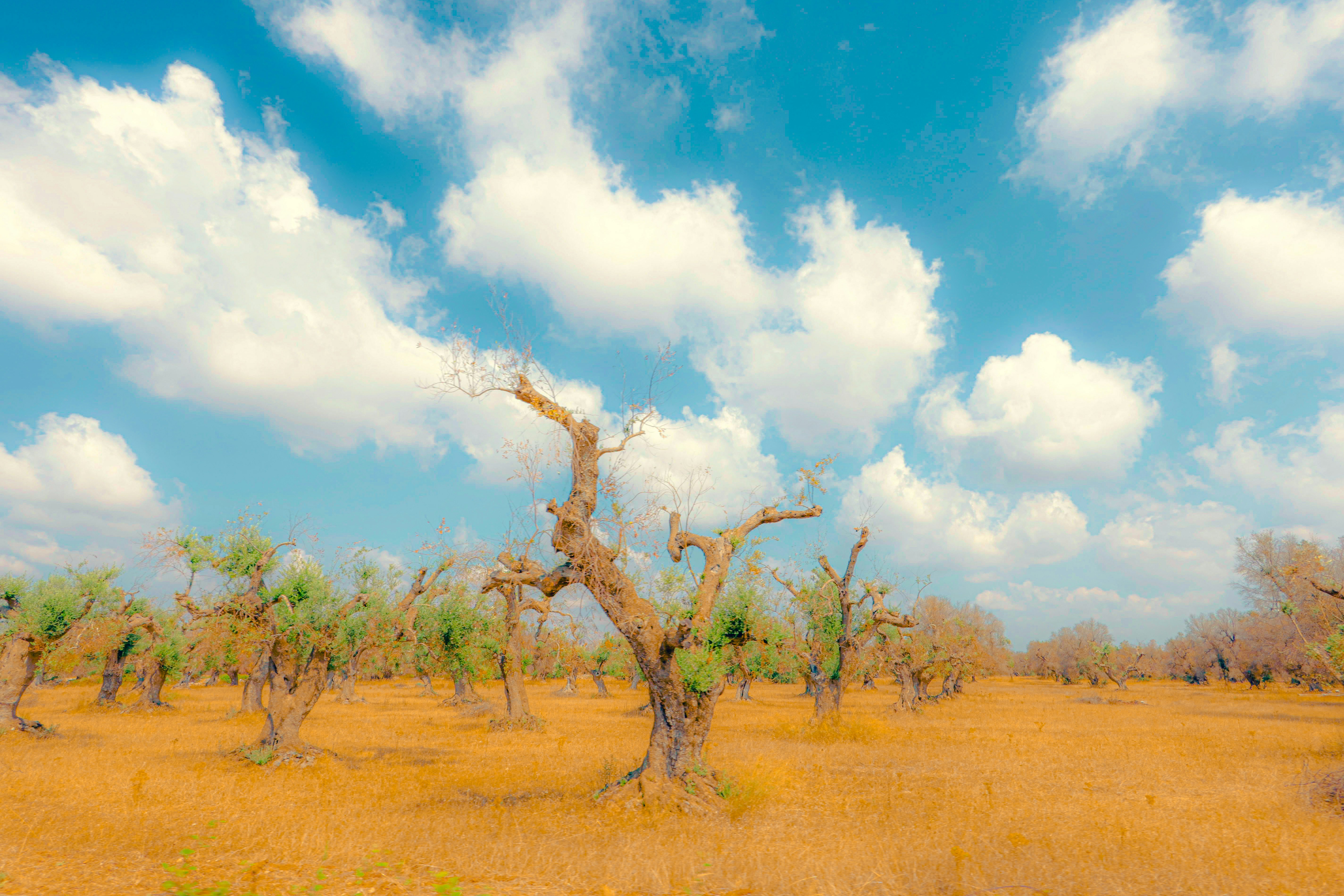 Gnarled olive trees in a dry golden field under a bright blue sky with clouds
