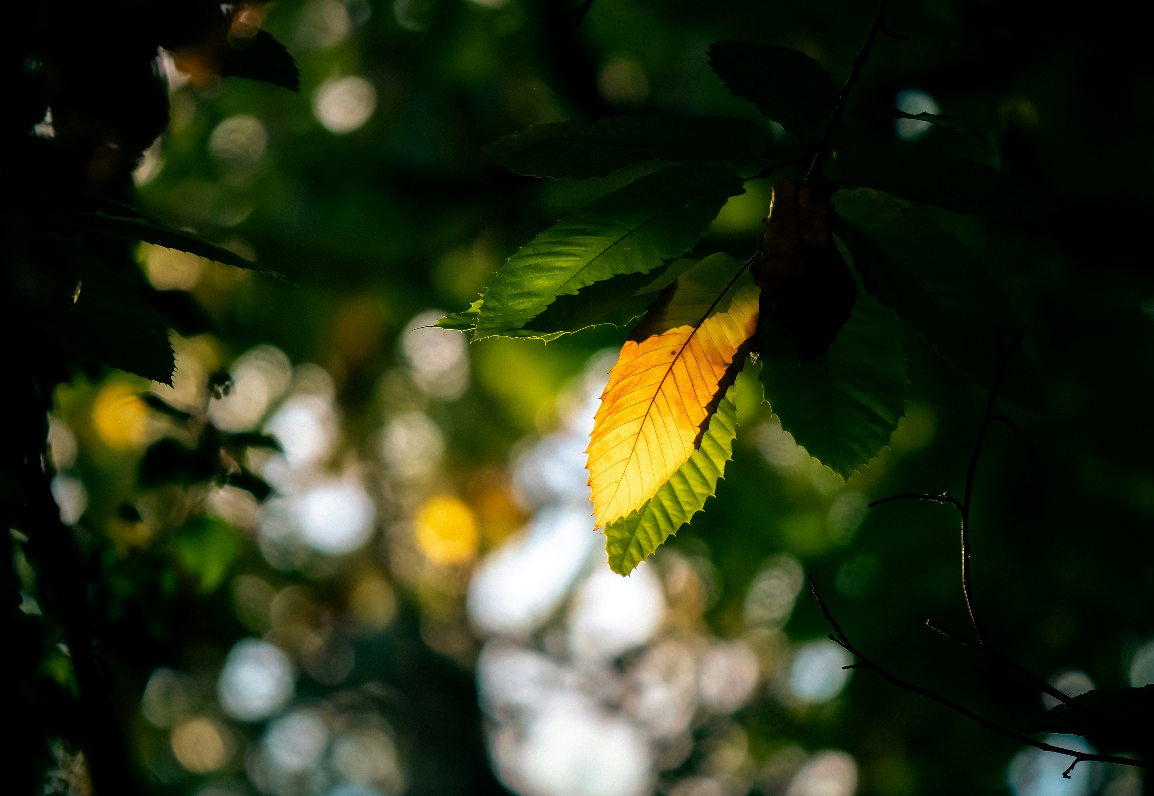 Yellow leaf in sunlit forest - Free Photo on Unsplash