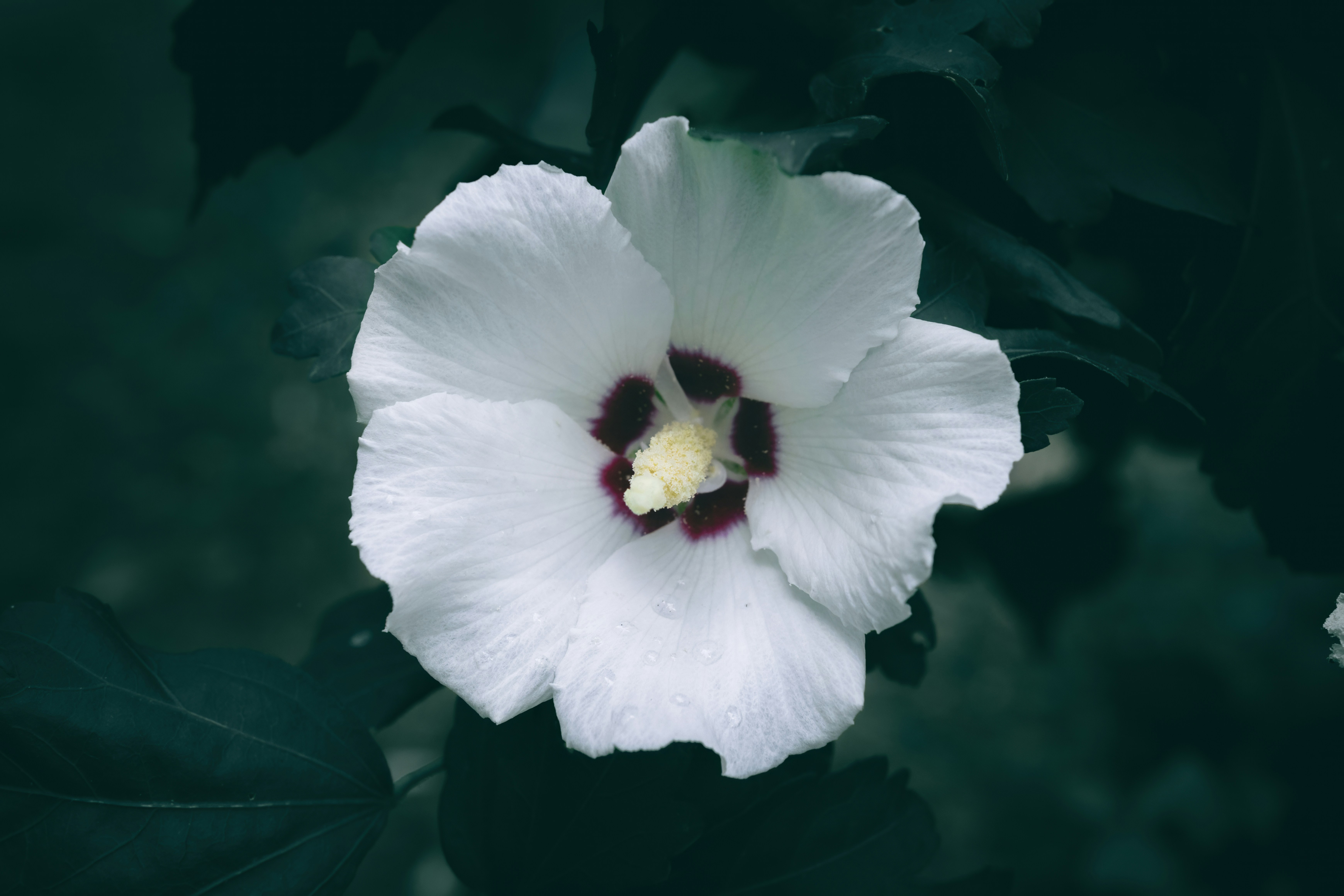 A white hibiscus flower with a dark red center and yellow stamen against dark green foliage