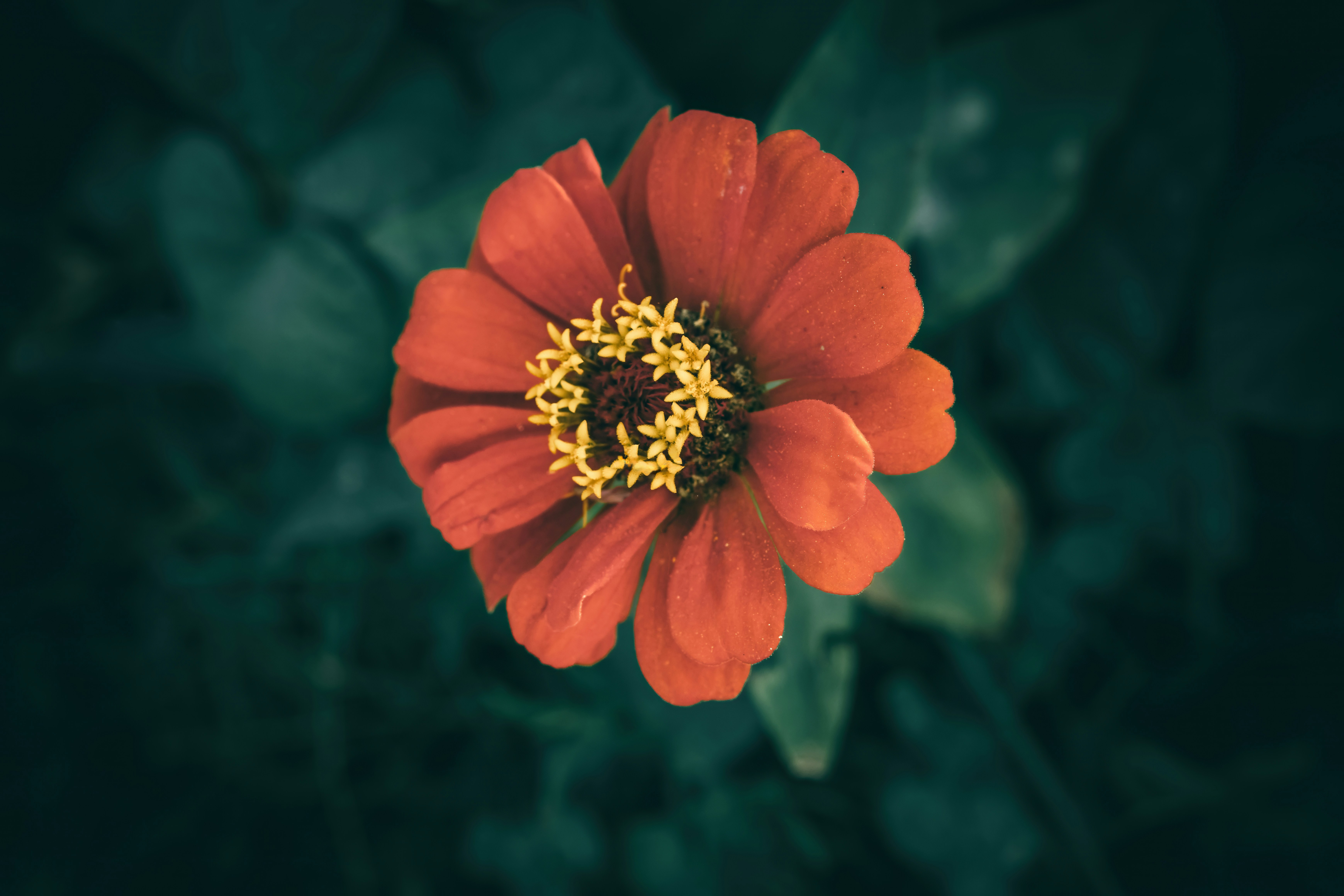 A vibrant orange zinnia flower with a yellow center against a dark green blurred background