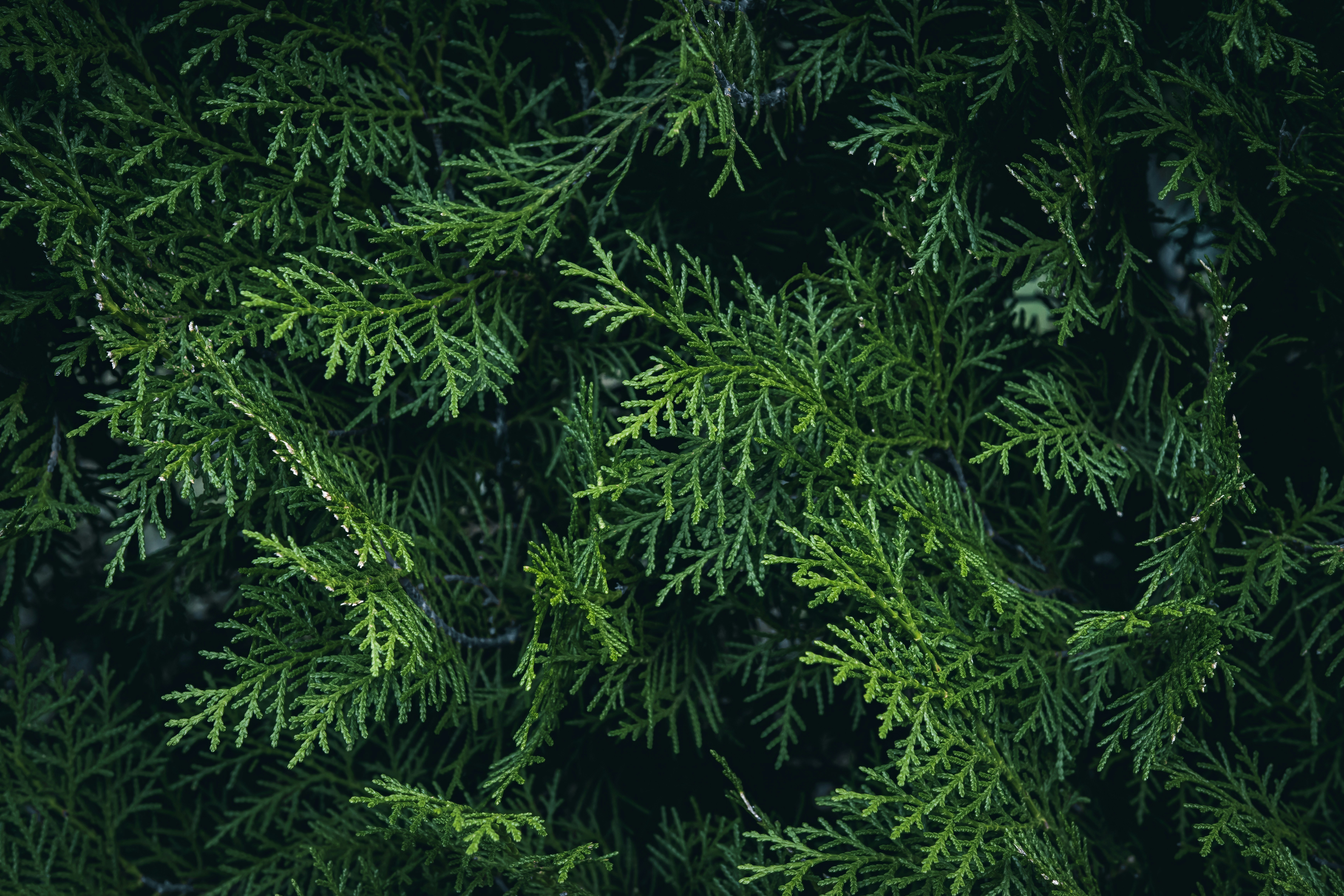 Dense green cedar foliage with intricate needle-like leaves filling the frame
