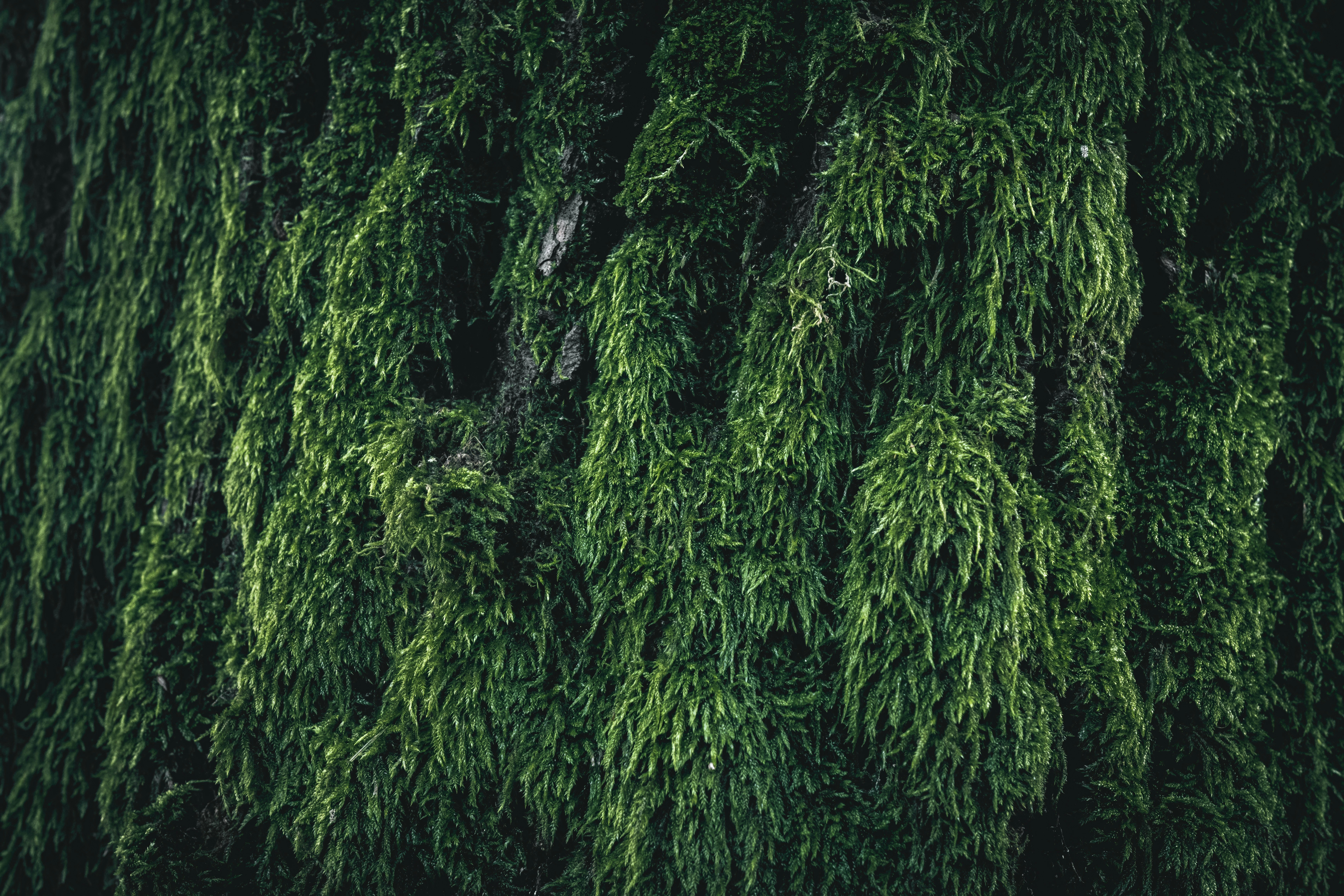Thick green moss growing on the textured bark of a tree trunk