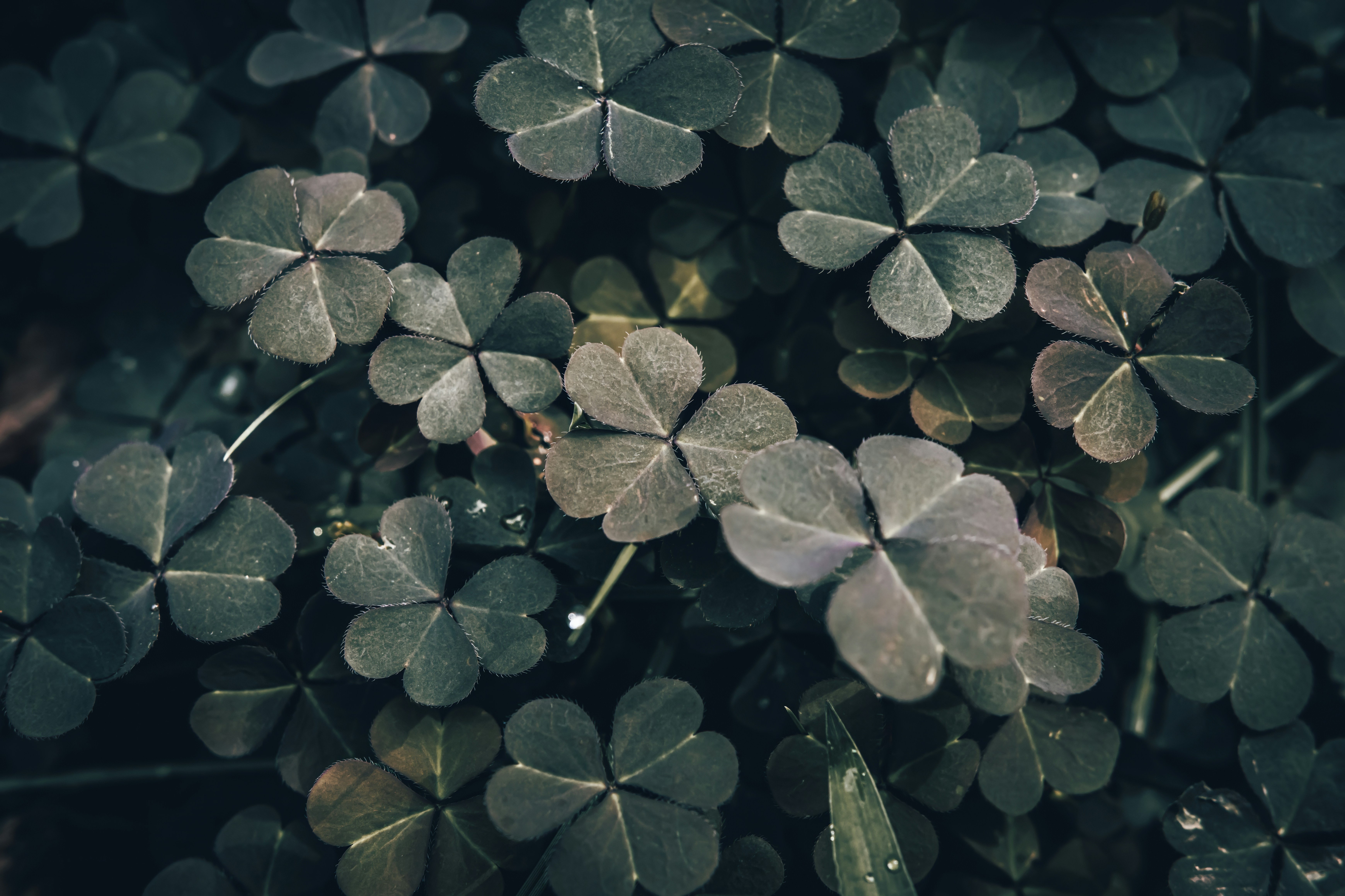 A dense cluster of dark green clover leaves with small water droplets