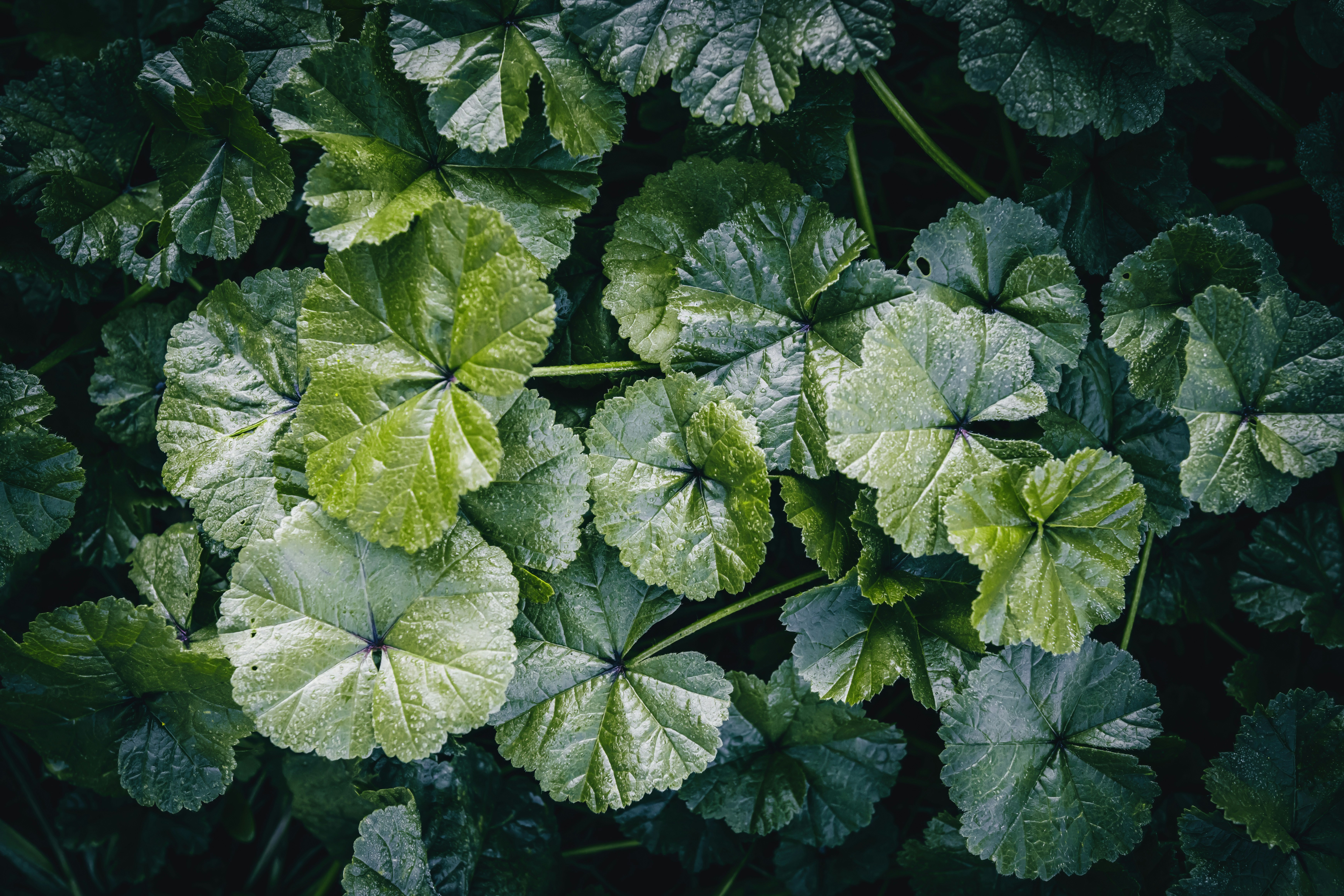 A dense cluster of vibrant green leaves with scalloped edges and dark veins