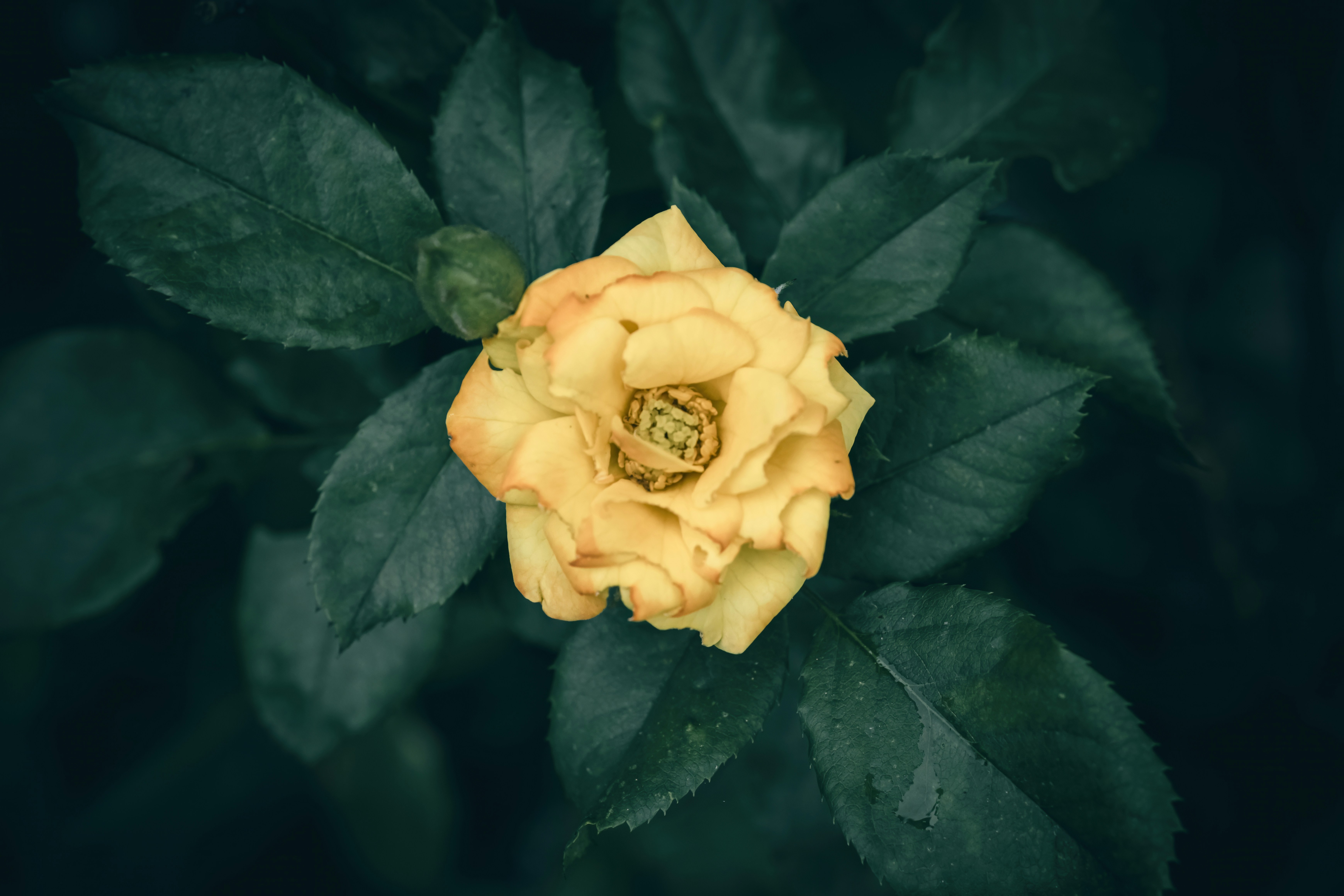 A single yellow rose in full bloom surrounded by dark green leaves