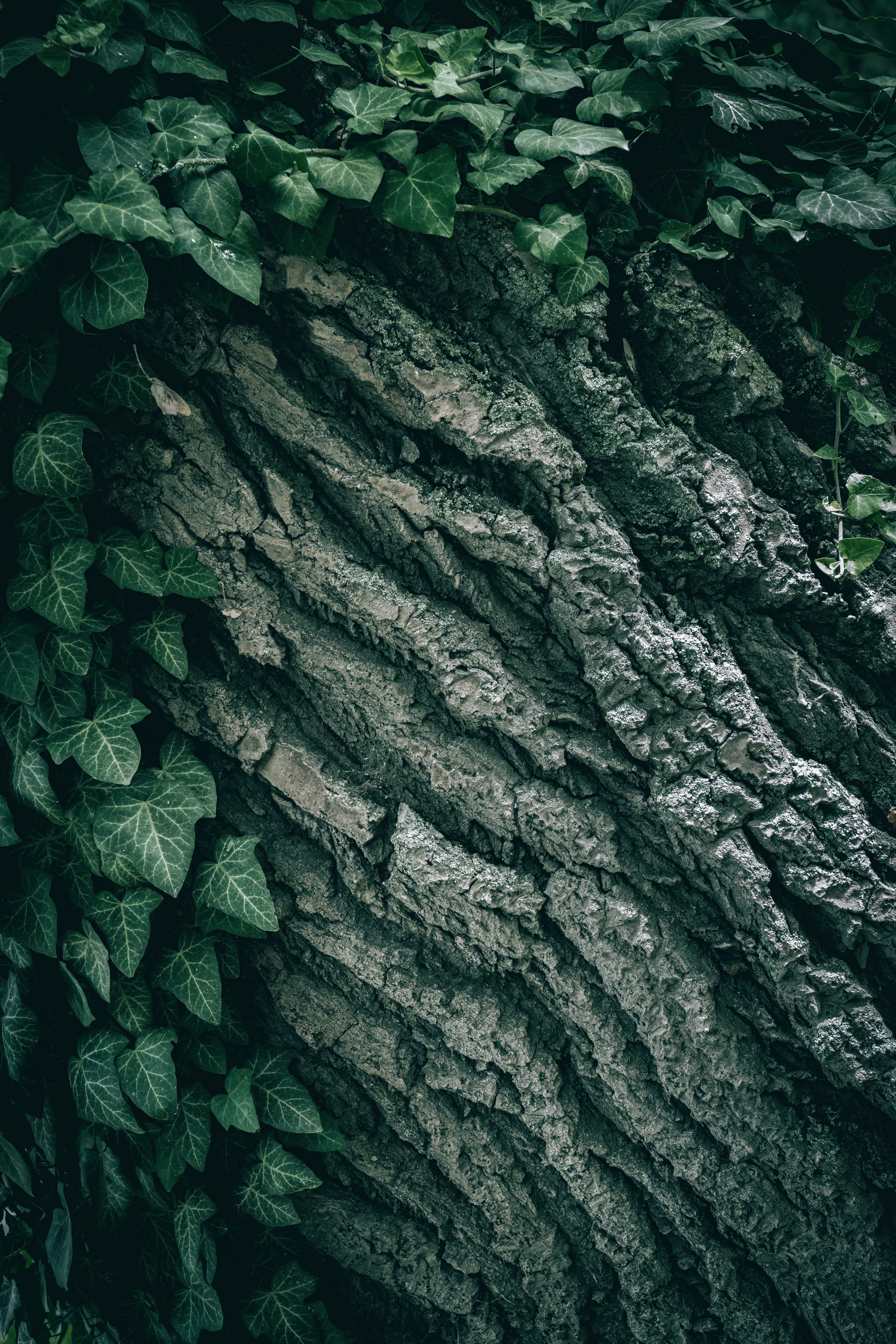Green ivy leaves growing over the deep ridges of dark tree bark