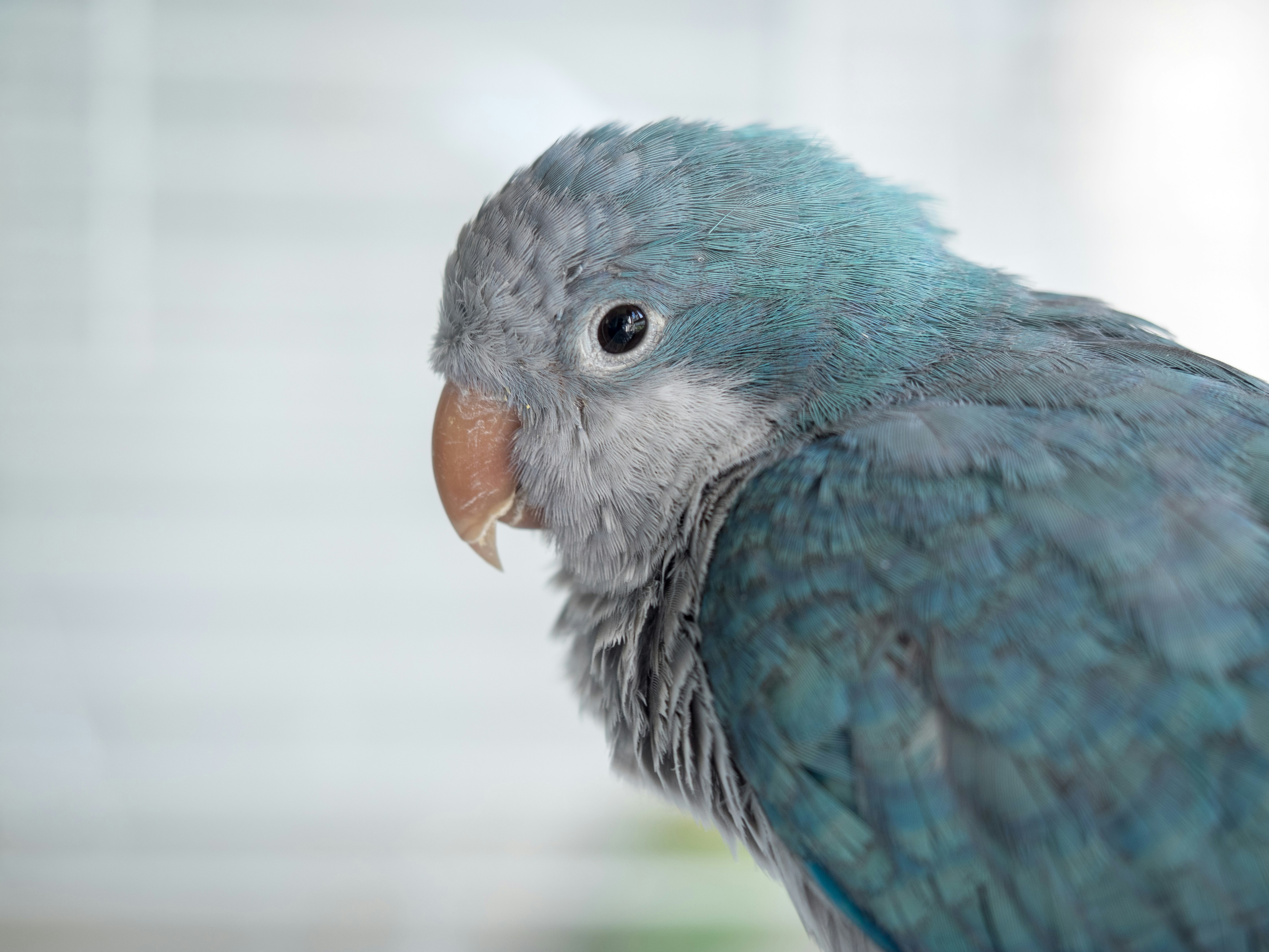 Fotomural A profile view of a blue monk parakeet with a light beak