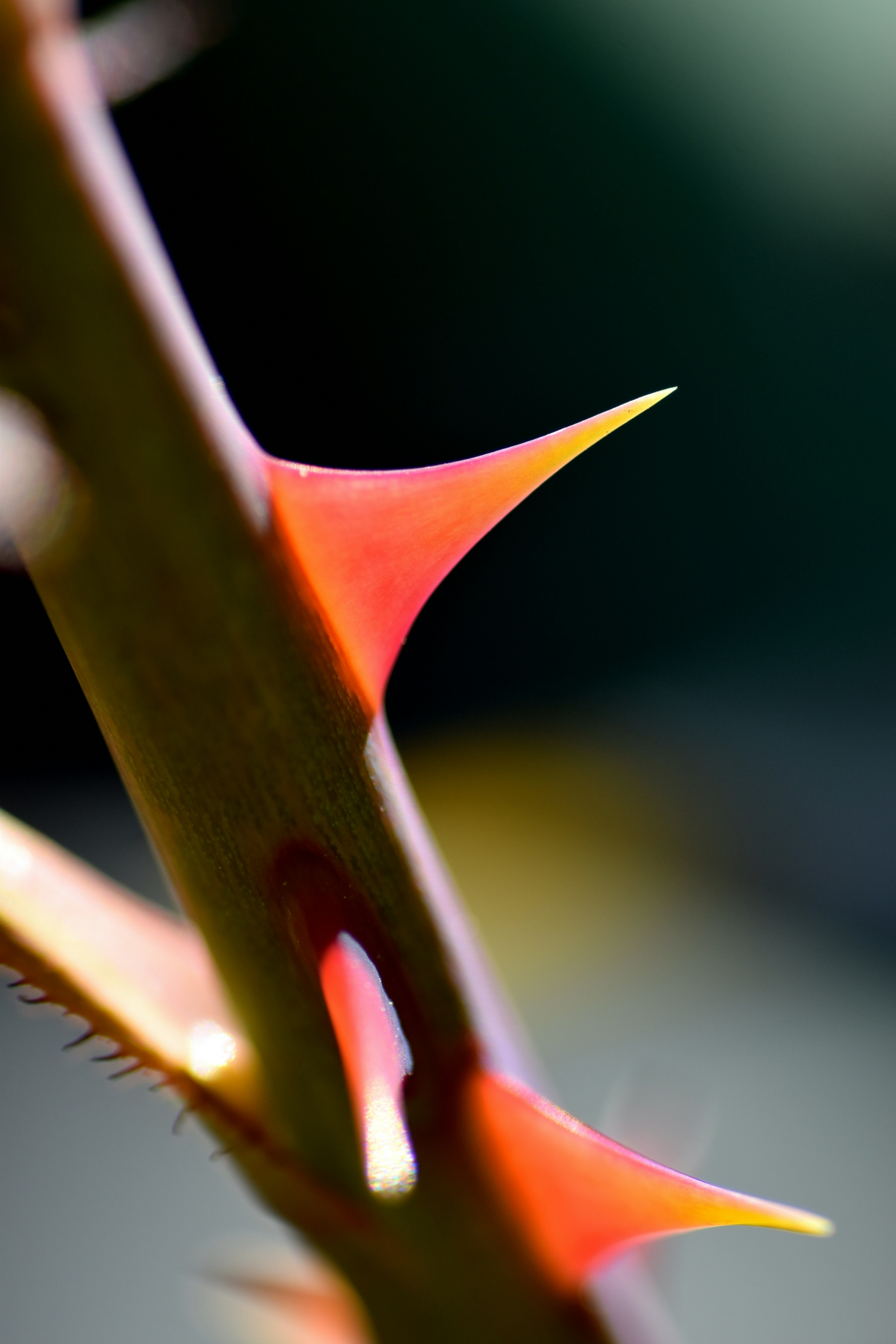 Rose Stem With Bright Red Thorns Macro - 相关推荐