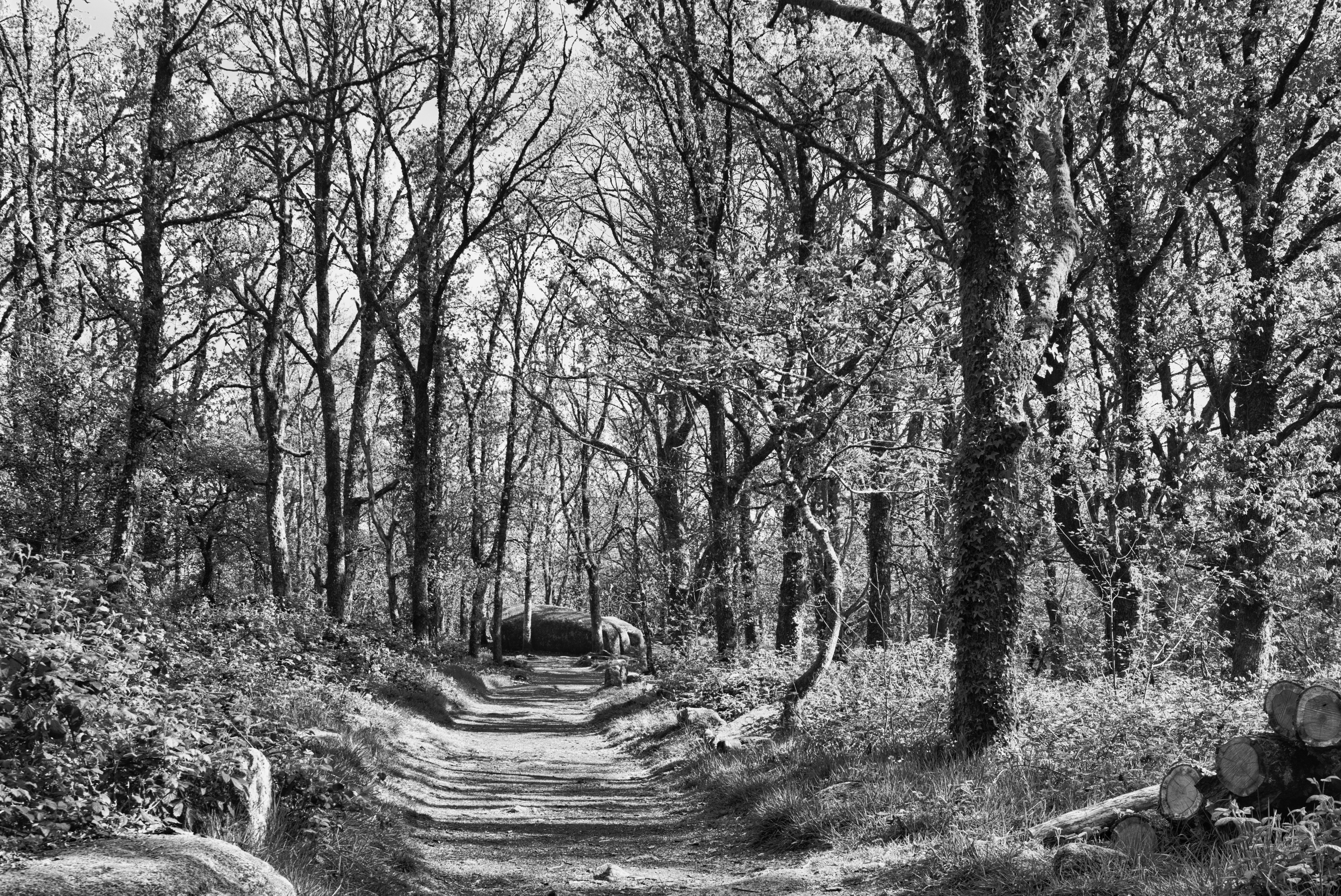 Dirt path through dense forest - Free Photo on Unsplash