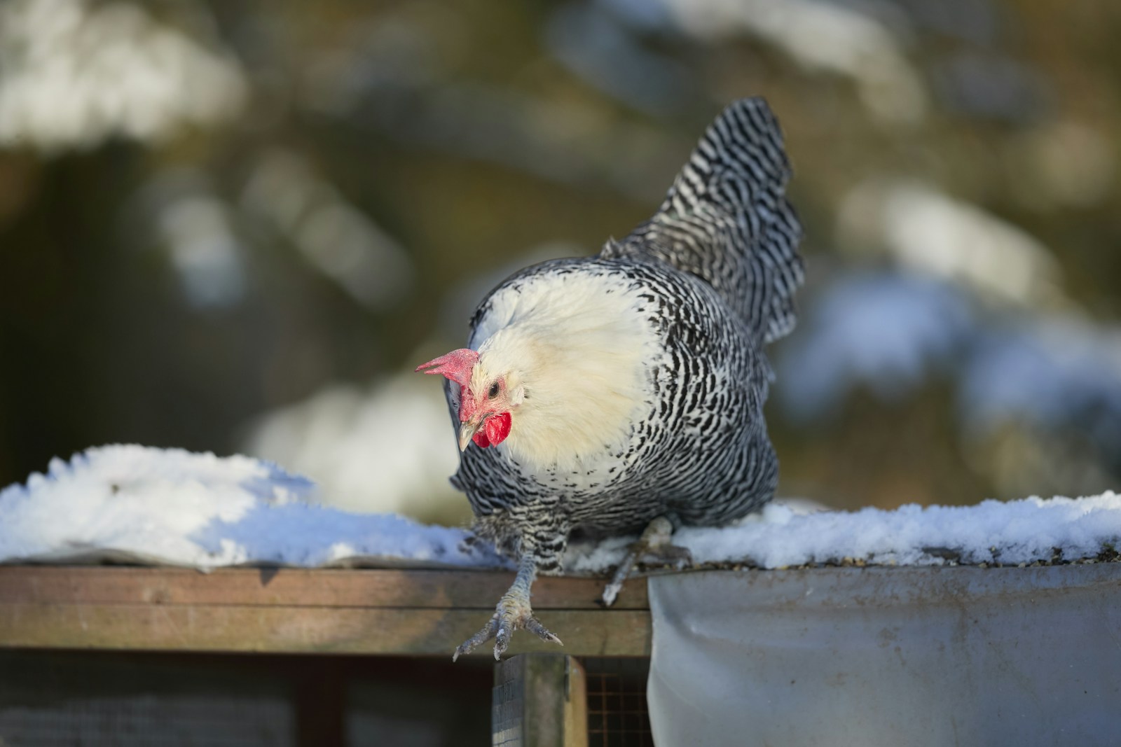 Keeping Backyard Chickens Through Winter: The No-Heat-Lamp Guide