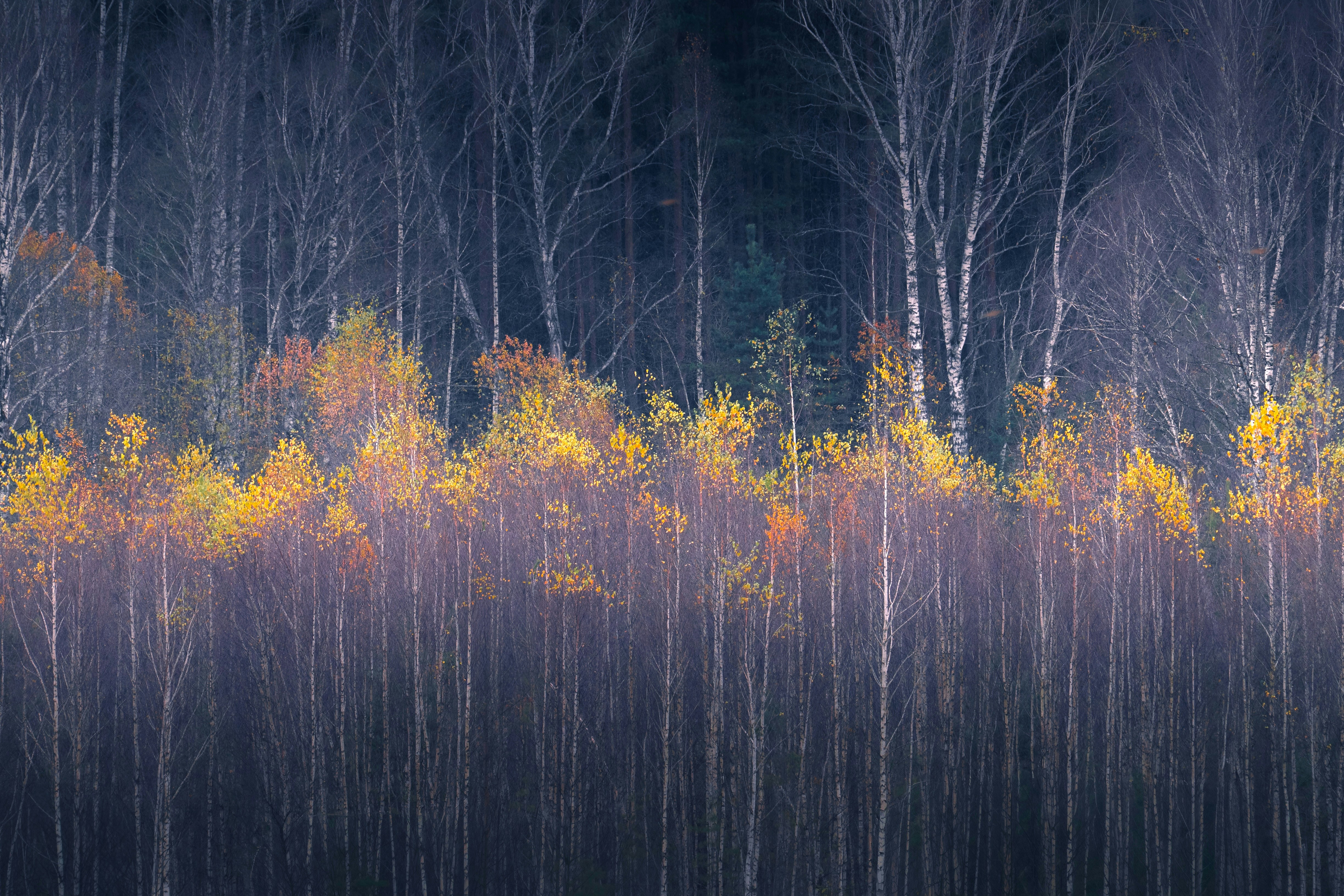 A dense forest of birch trees with golden autumn leaves against a dark background