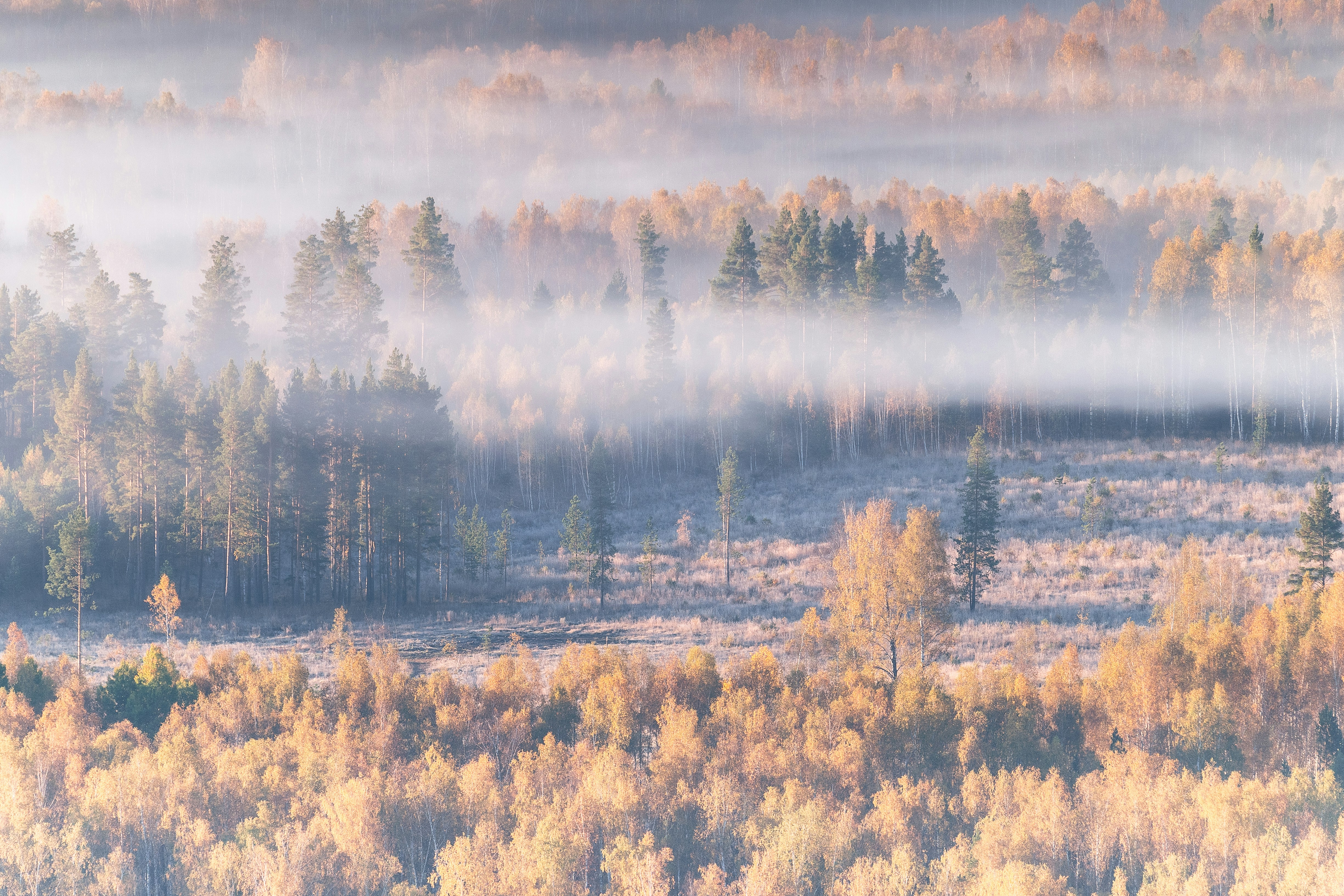 Dense forest with golden autumn foliage partially obscured by a thick layer of morning mist