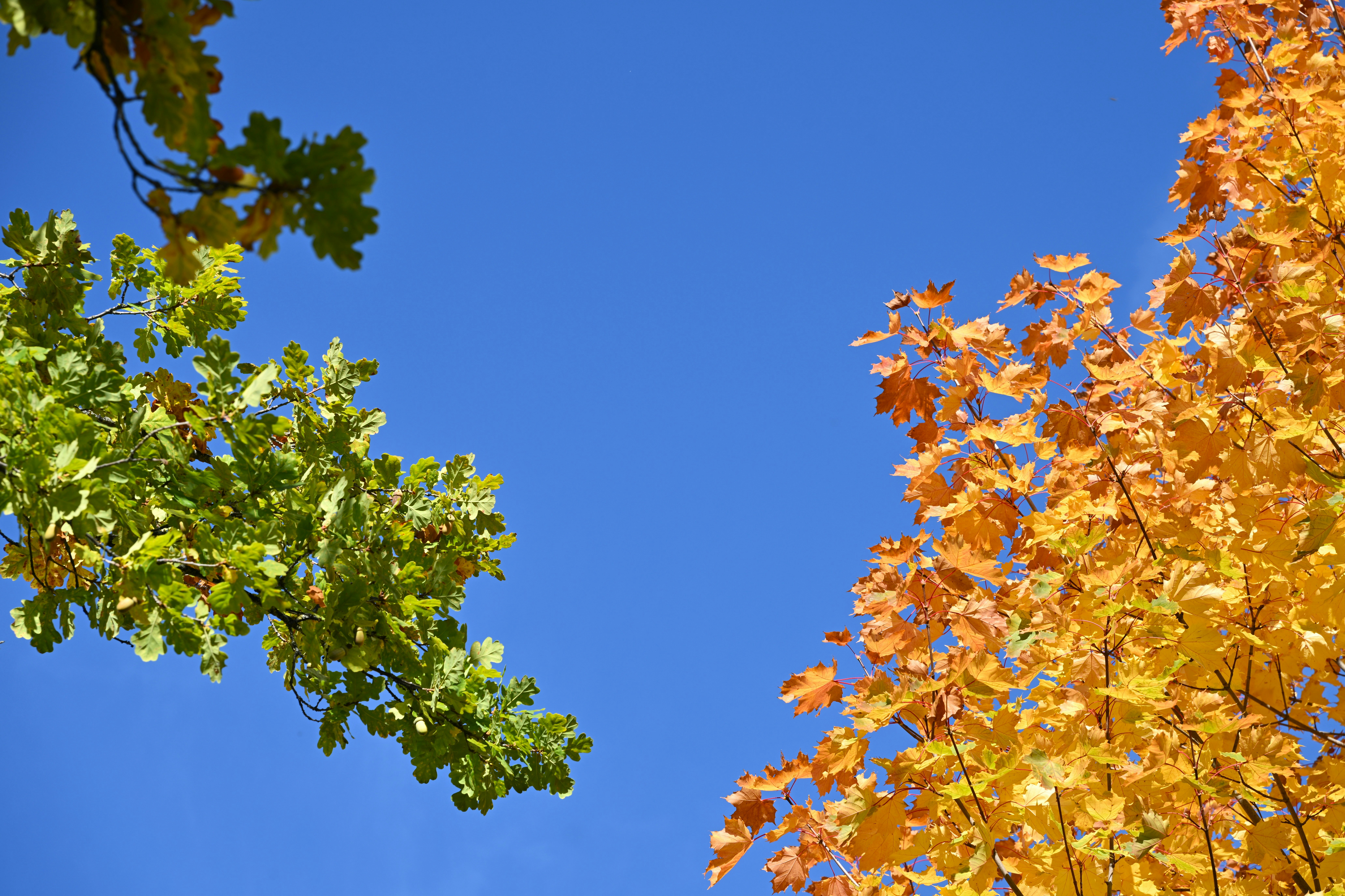 Green oak leaves and golden maple leaves framing a clear blue sky