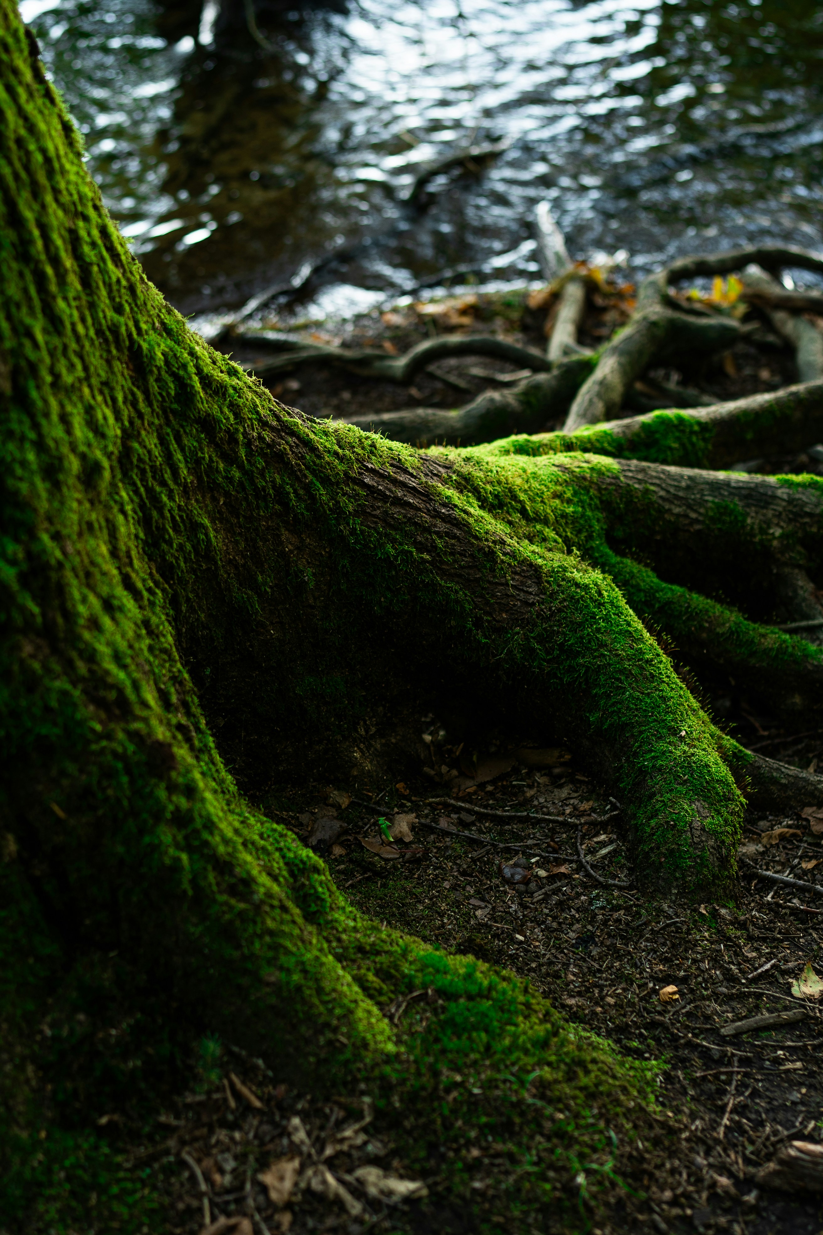 Mossy tree roots extending into the dark water of a forest stream