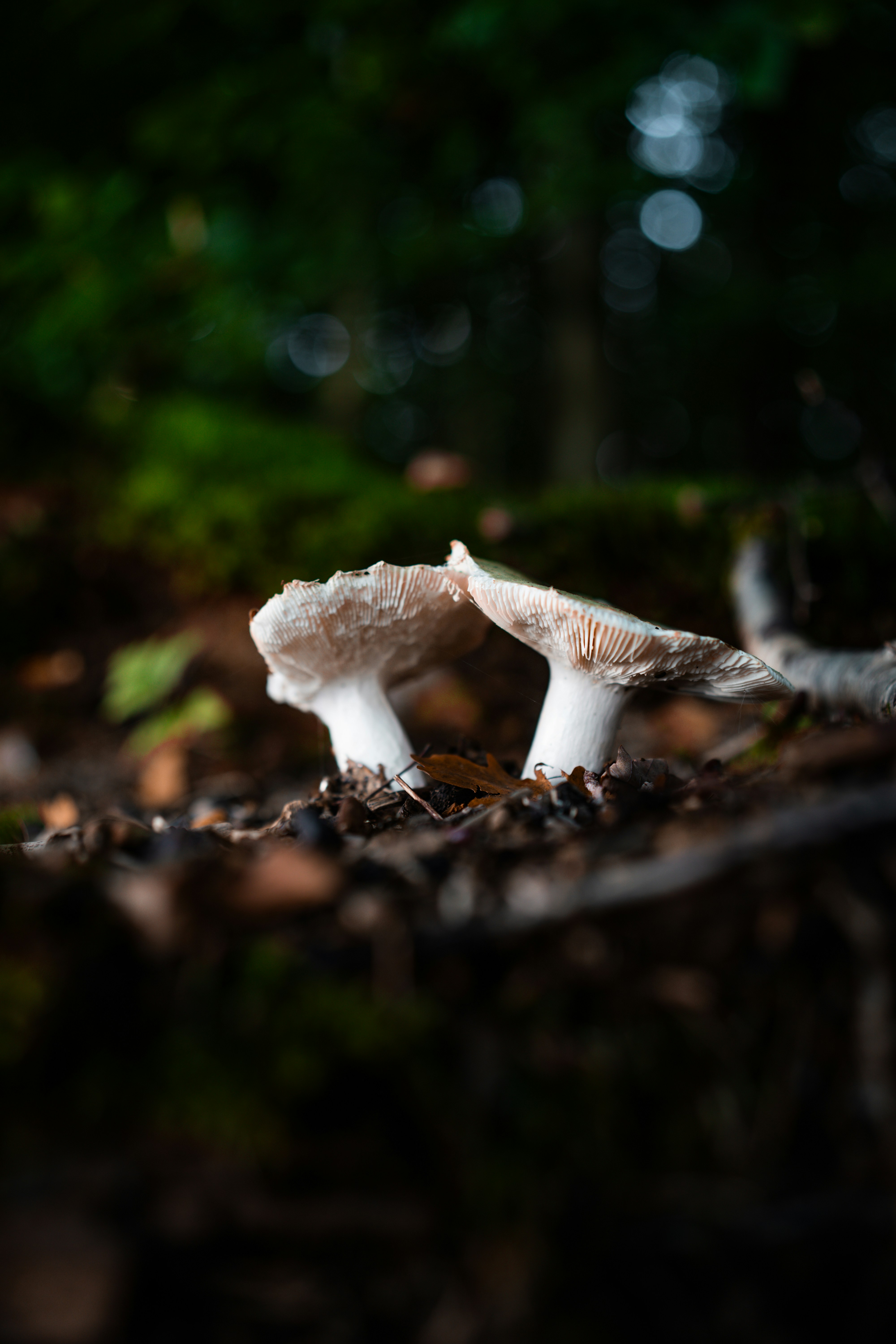 Two white mushrooms with visible gills growing from the dark forest floor
