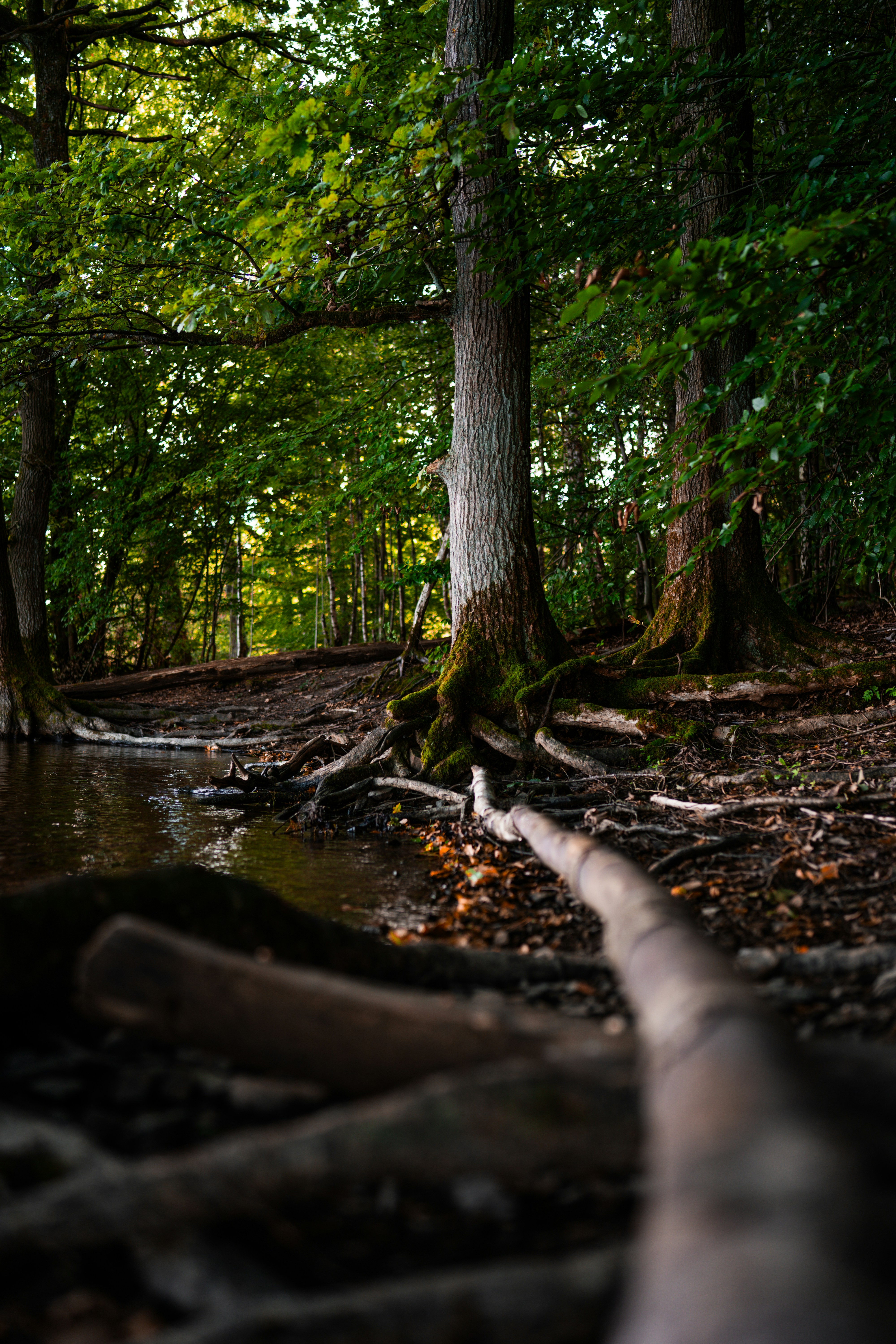 Mossy tree roots extending into the dark water of a forest lake